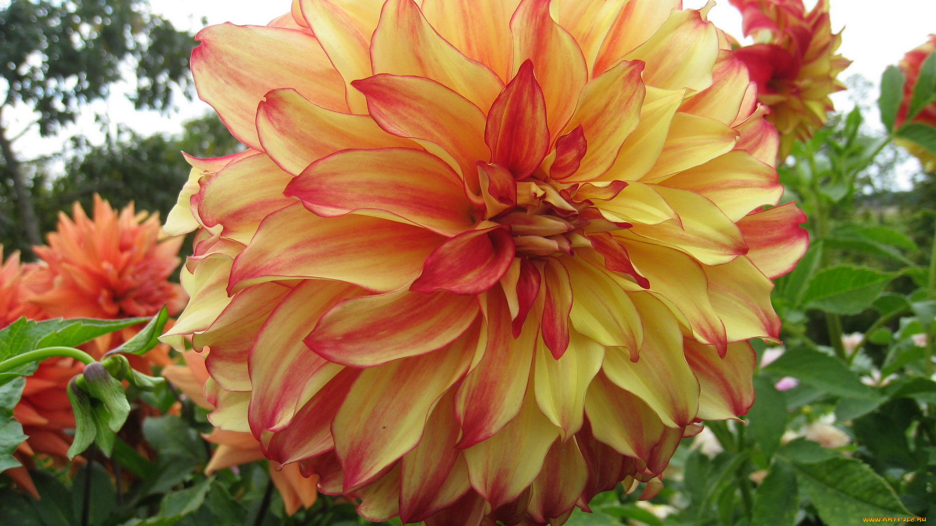 цветы, георгины, пестрый