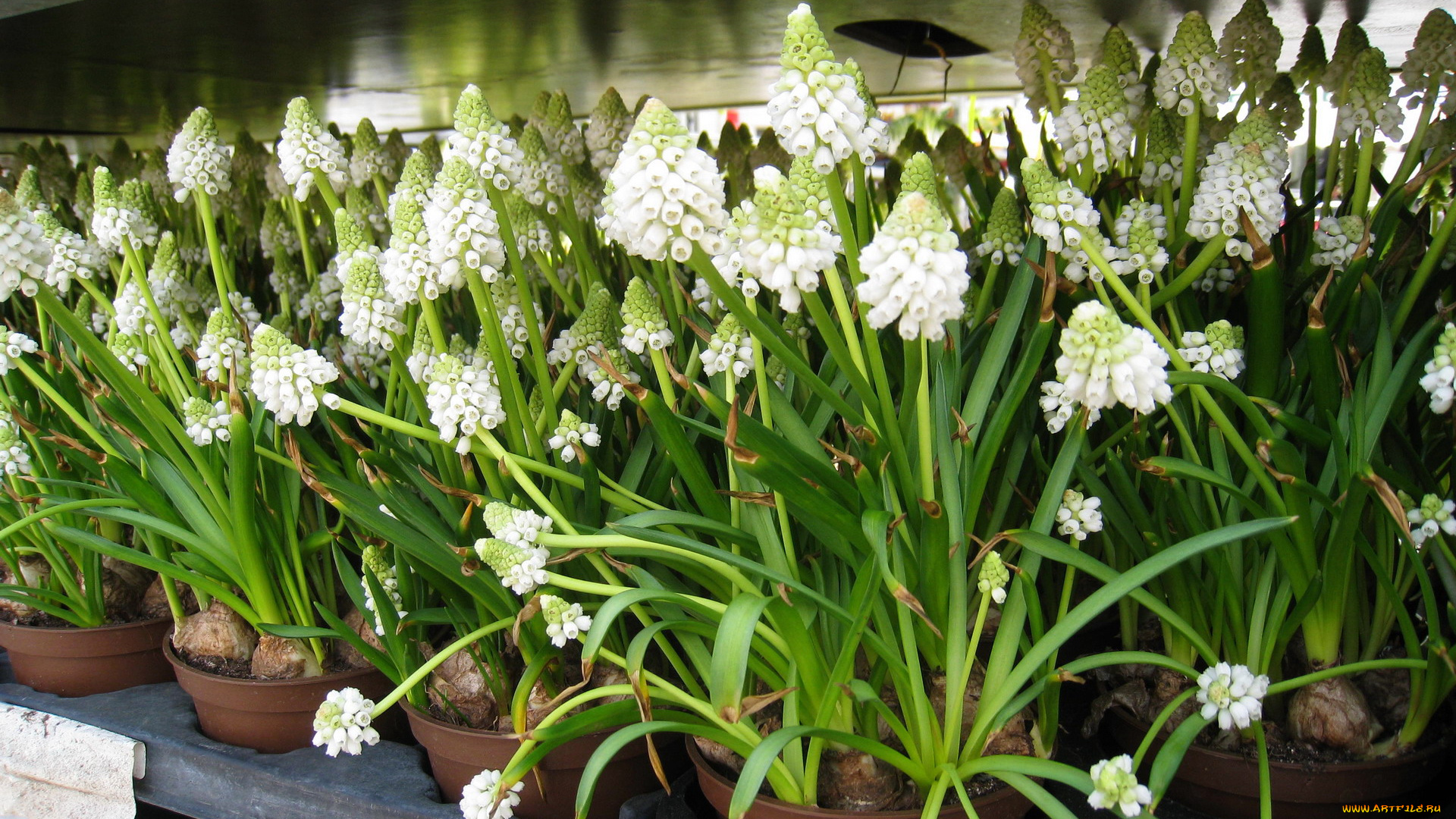 цветы, гиацинты, белый, мускари