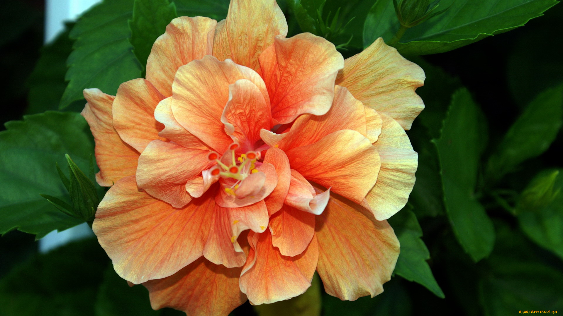 цветы, гибискусы, макро