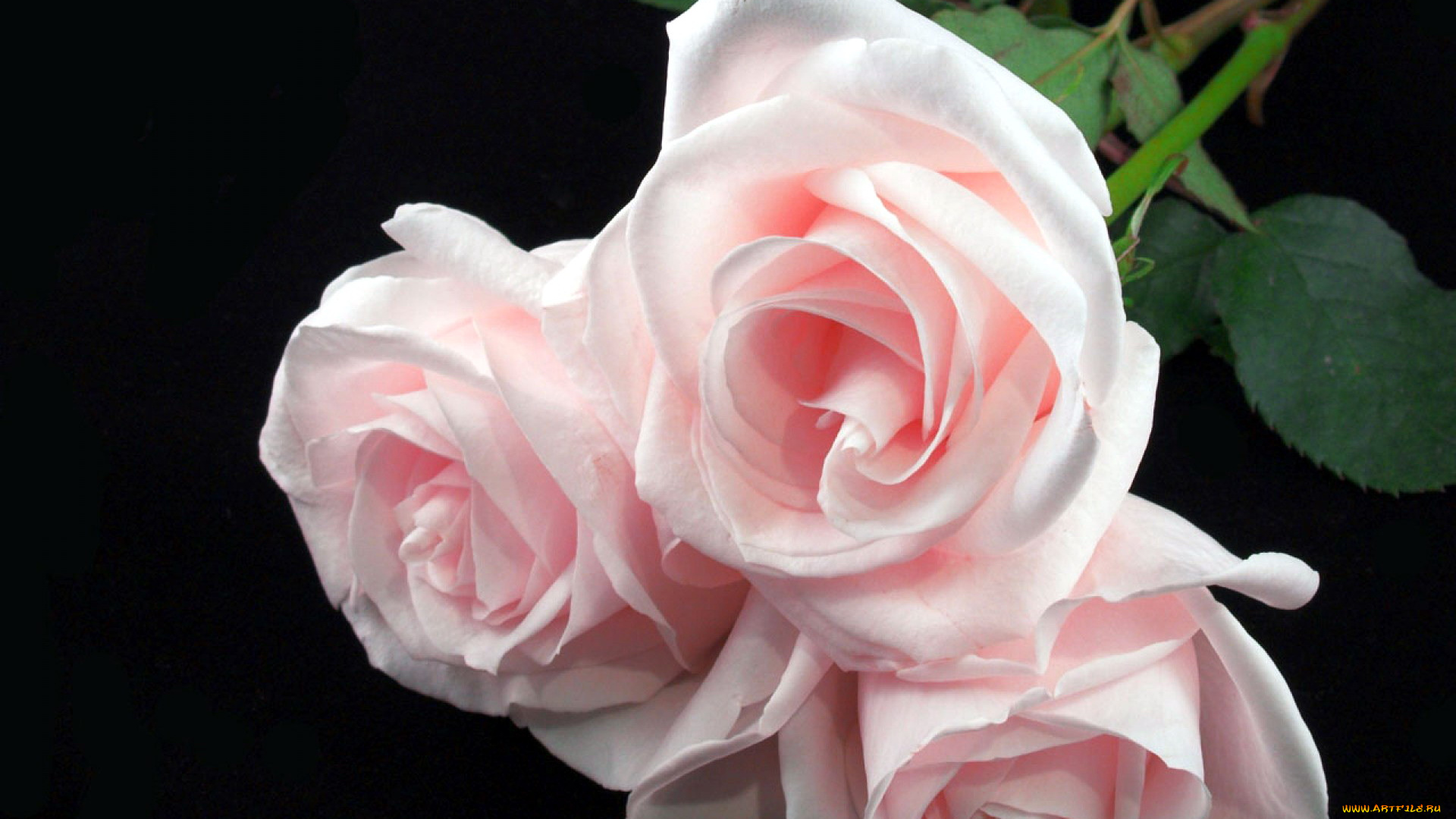 цветы, розы, розовый