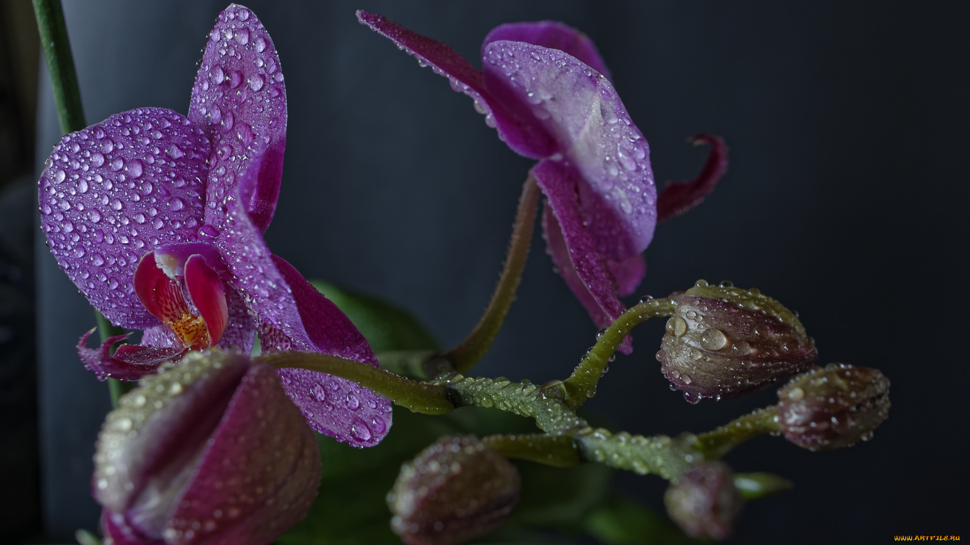 phaleonopsis, цветы, орхидеи, цветок