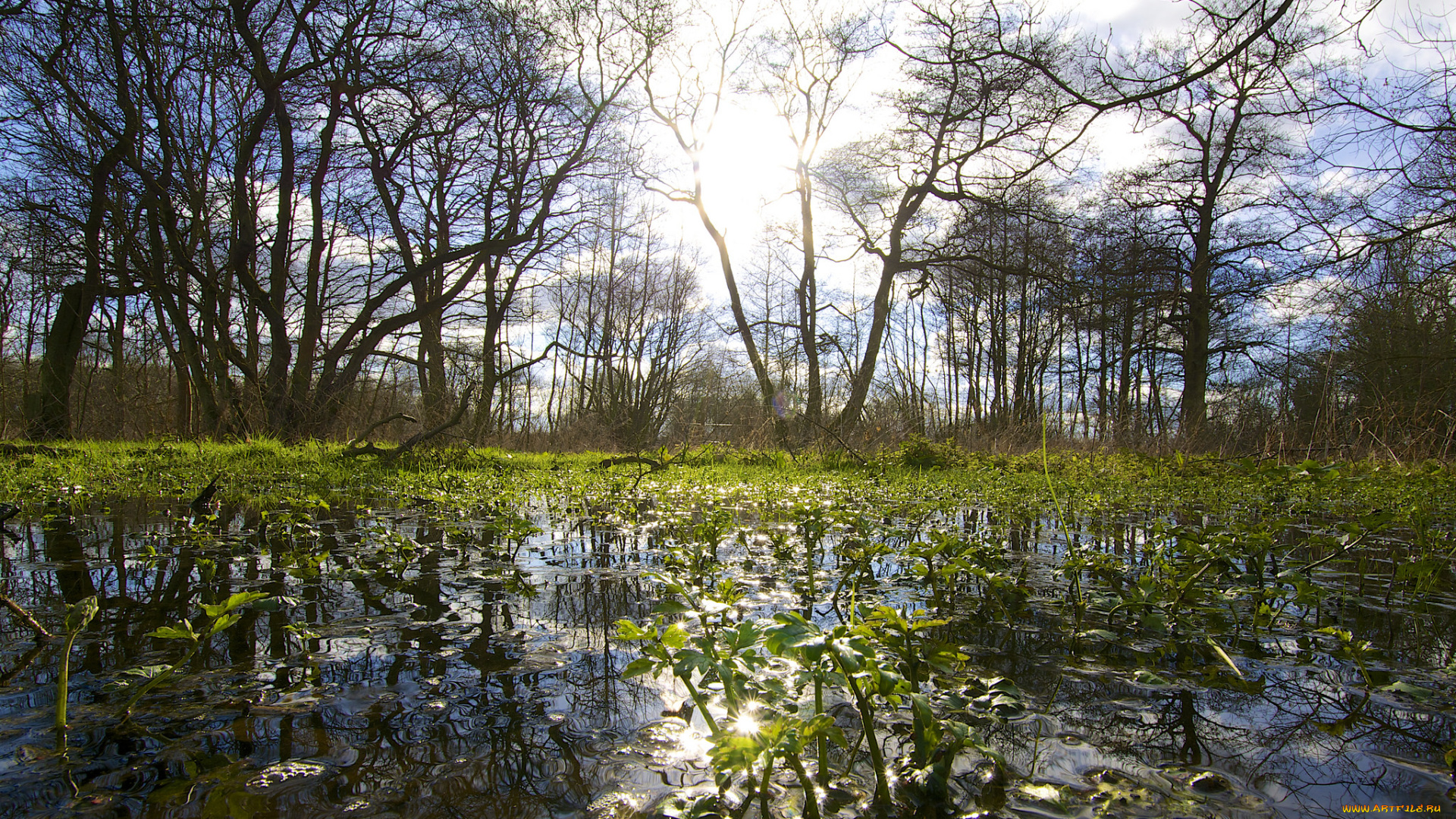 природа, восходы, закаты, отражение, солнце, лес, вода, небо, облака, деревья, плавни