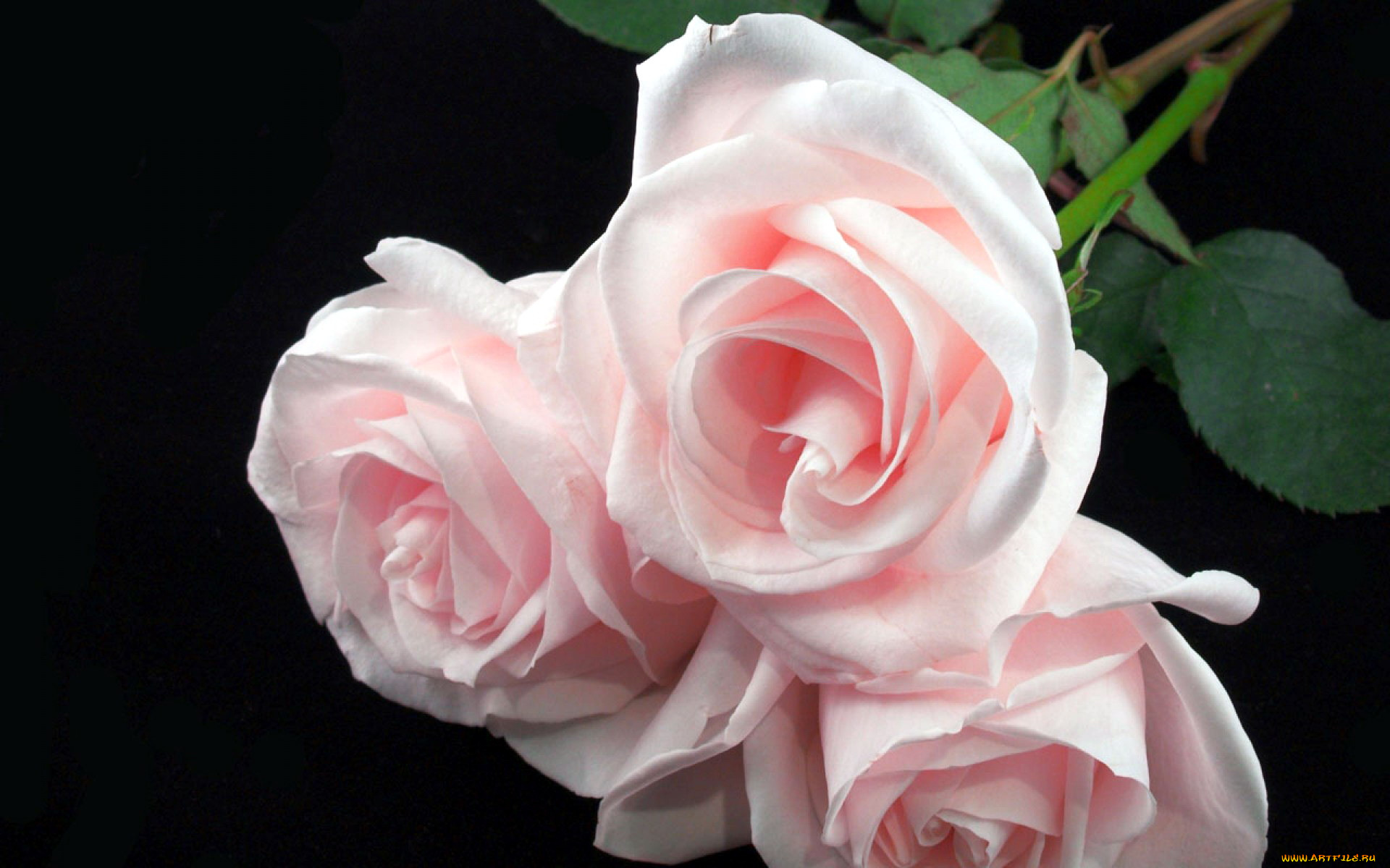 цветы, розы, розовый