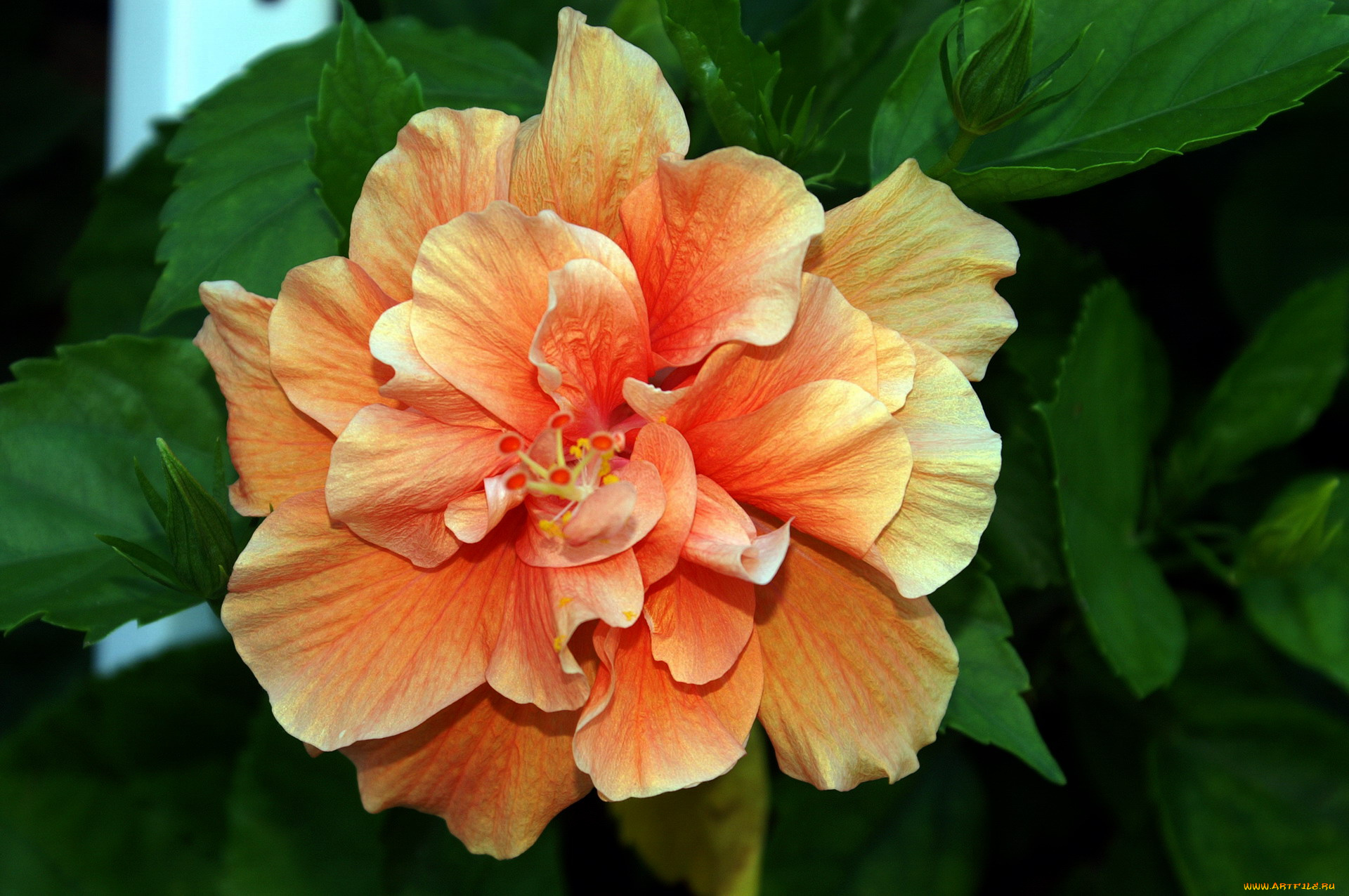 цветы, гибискусы, макро