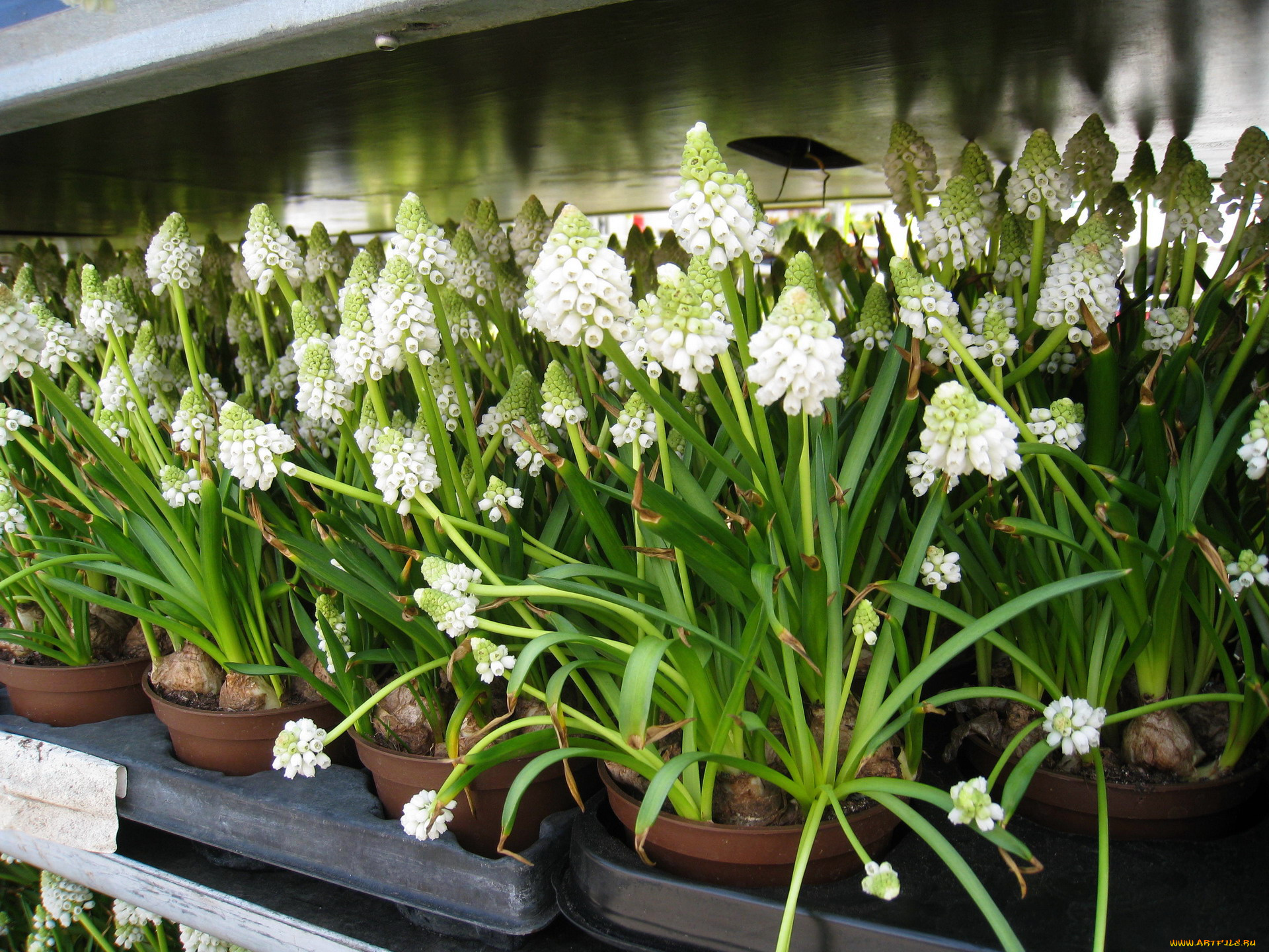 цветы, гиацинты, белый, мускари