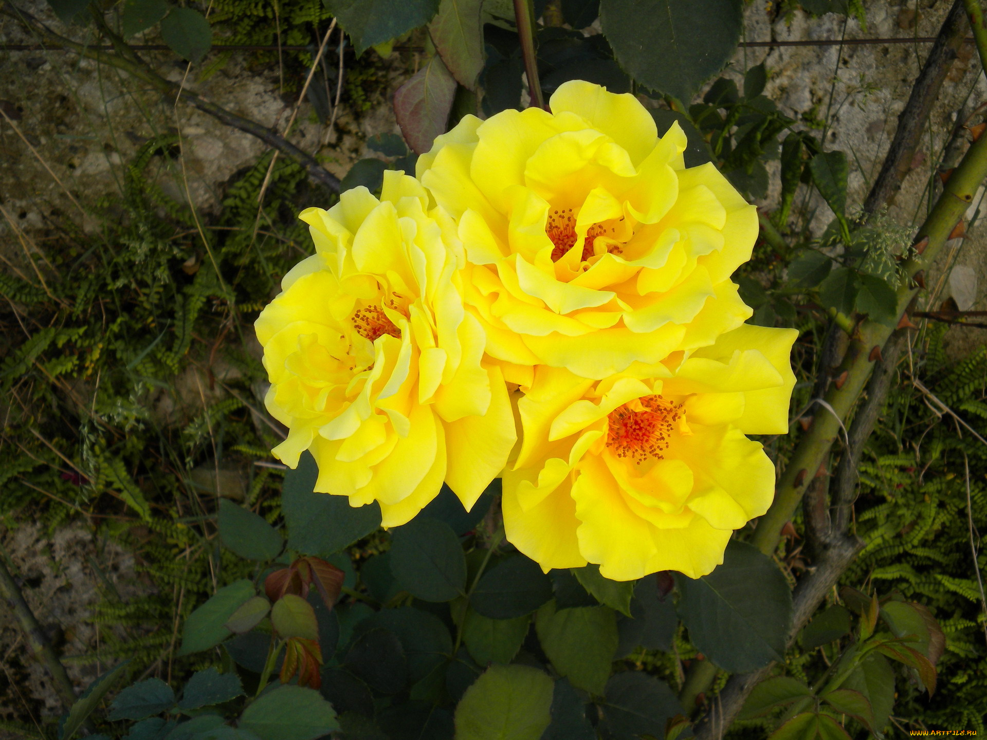 цветы, розы, желтый