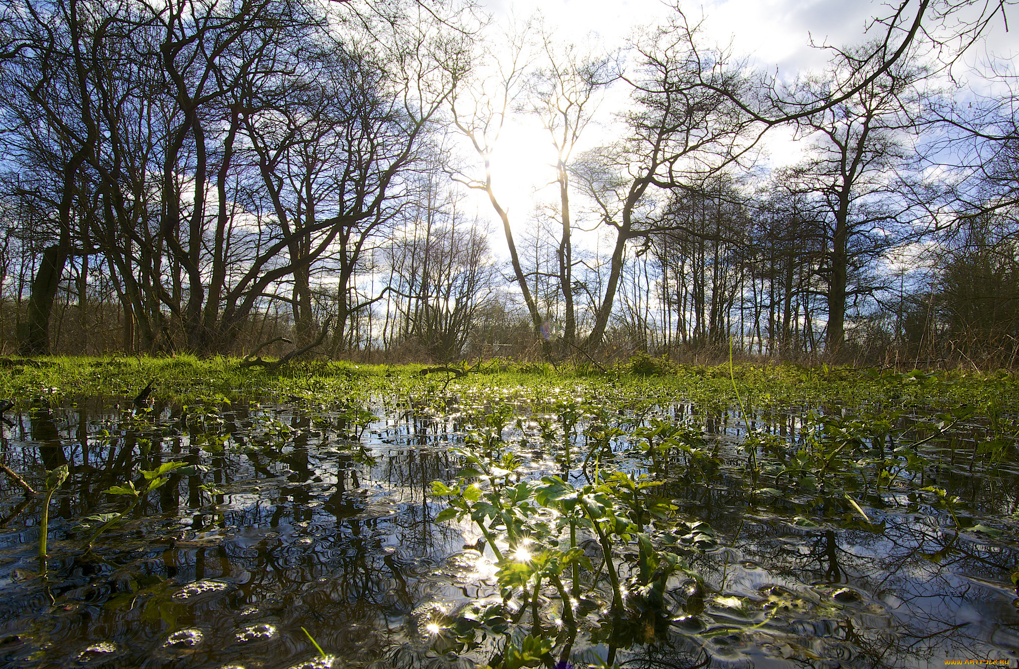 природа, восходы, закаты, отражение, солнце, лес, вода, небо, облака, деревья, плавни