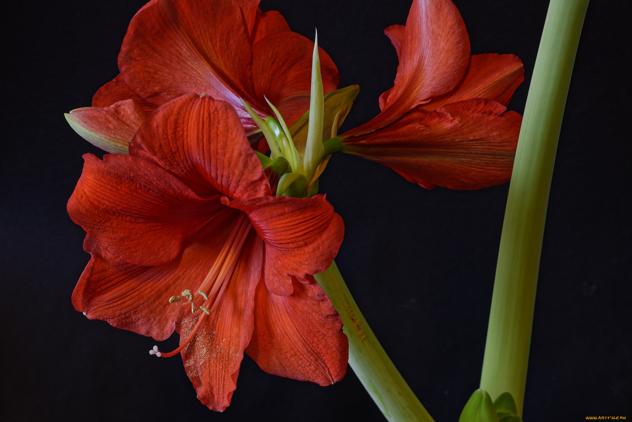 amaryllis, цветы, амариллисы, , гиппеаструмы, цветок
