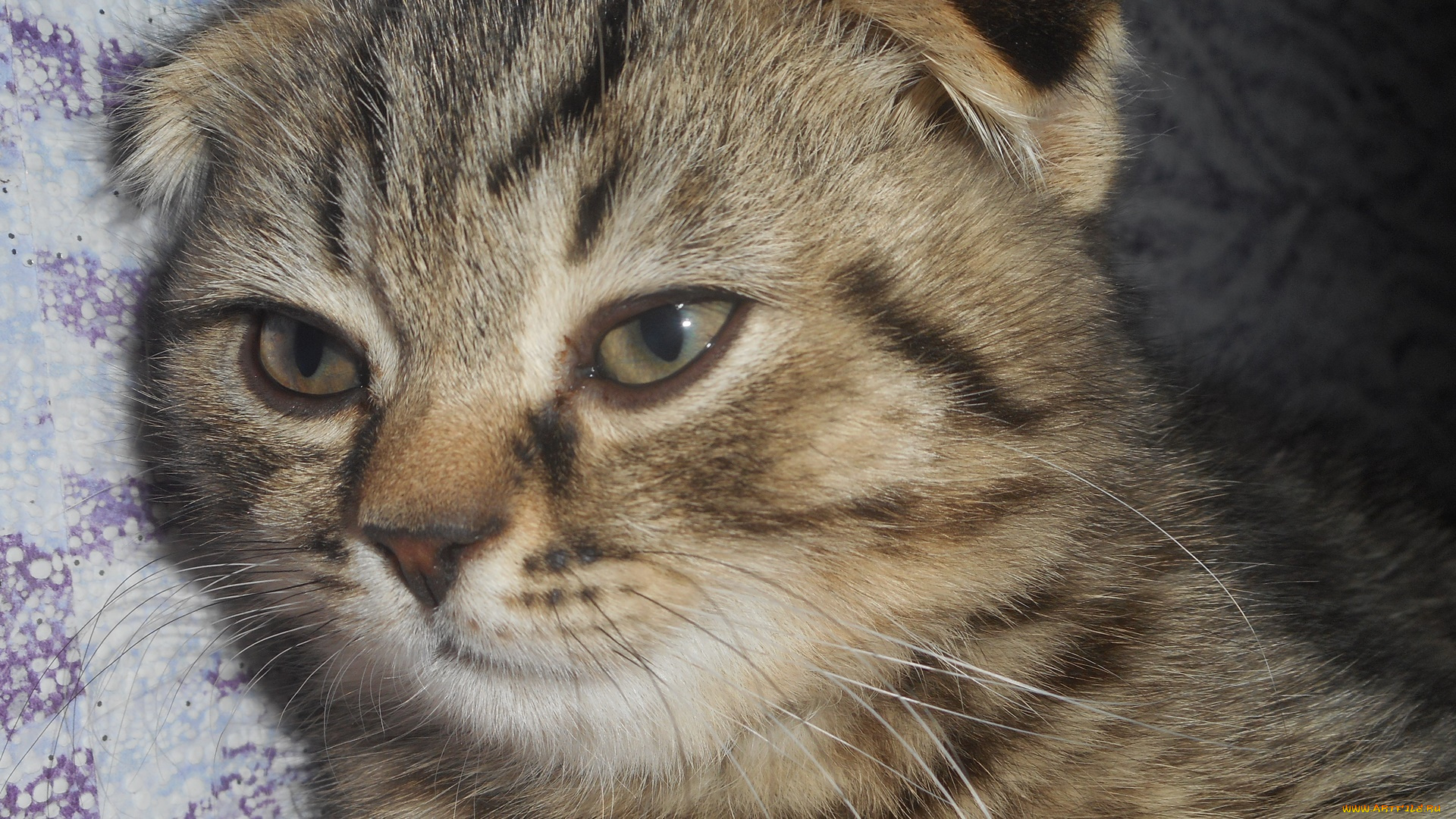 котик, животные, коты, котёнок