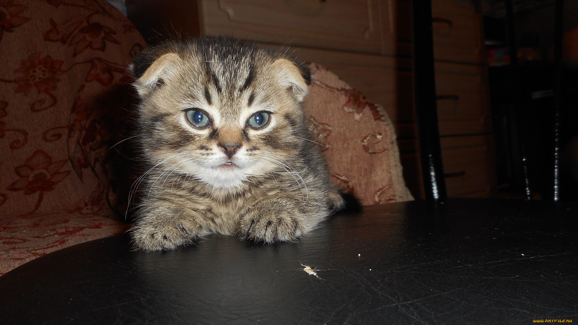 котик, животные, коты, котёнок