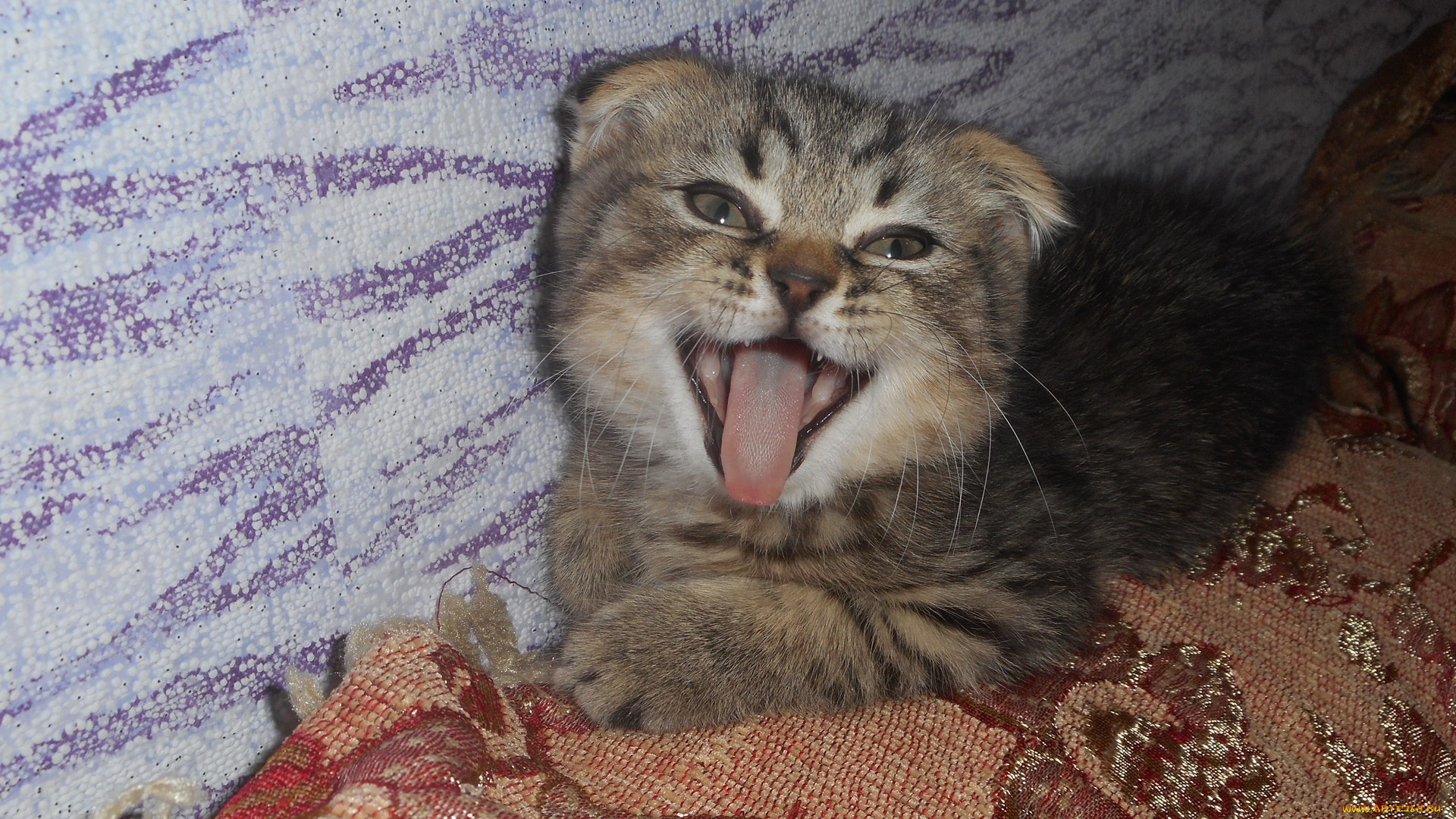 котик, животные, коты, котёнок