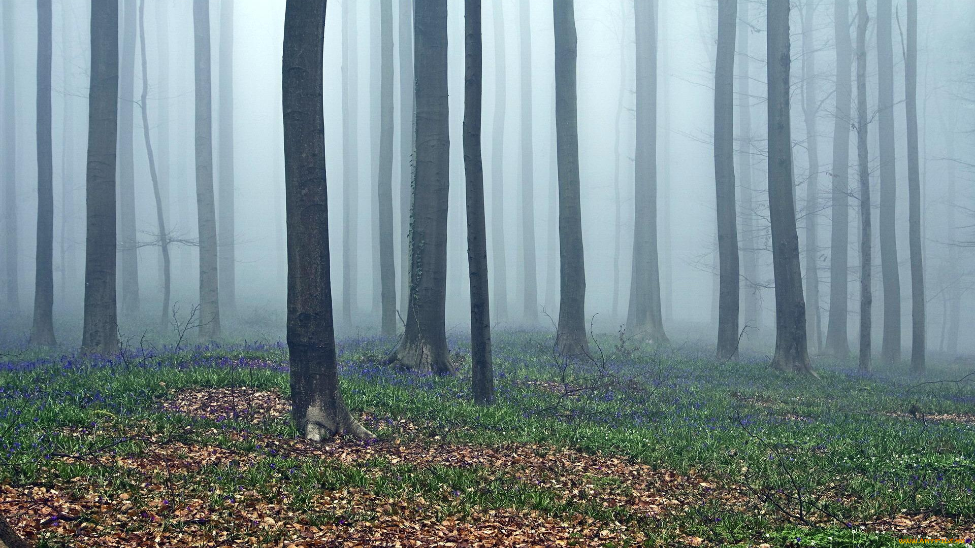 природа, лес, деревья, туман, трава, листья, цветы