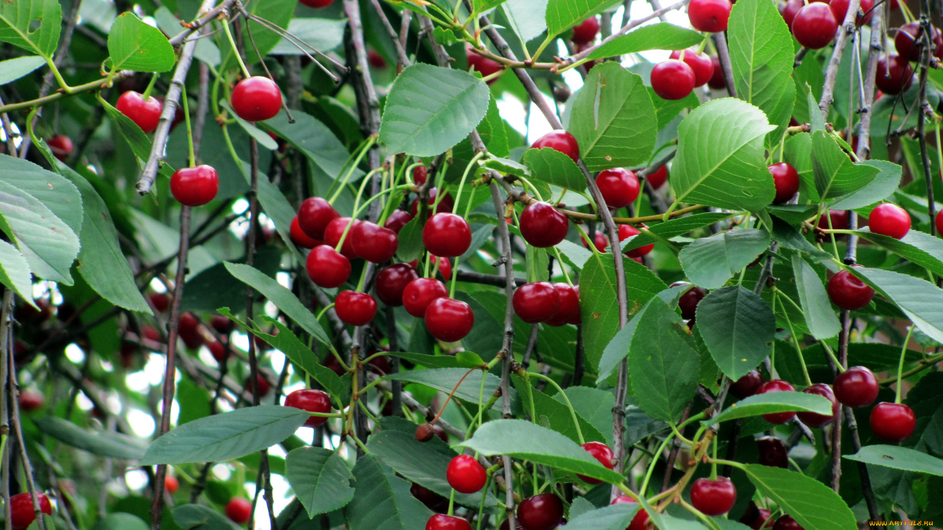 природа, Ягоды, вишня