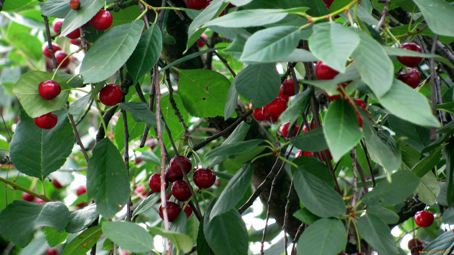 природа, Ягоды, вишня
