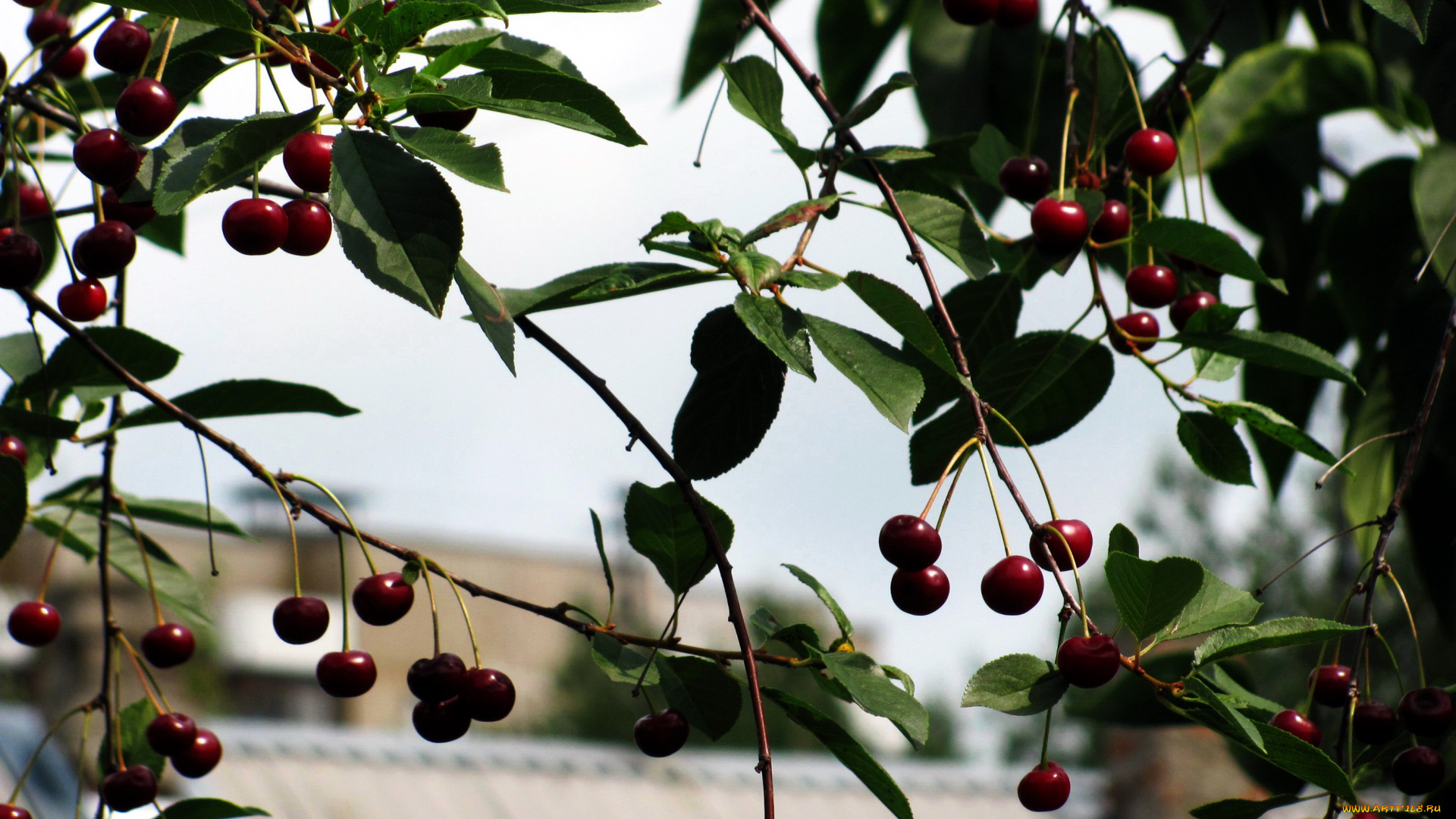 природа, Ягоды, вишня