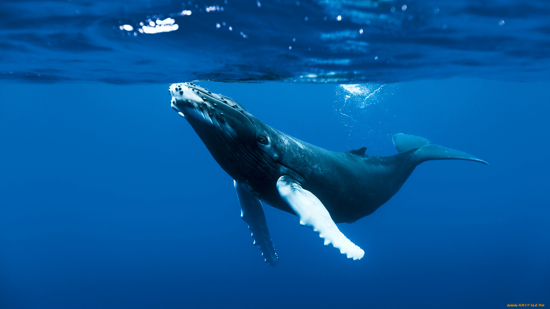 животные, киты, , кашалоты, морские, океан, море, млекопитающее, кит
