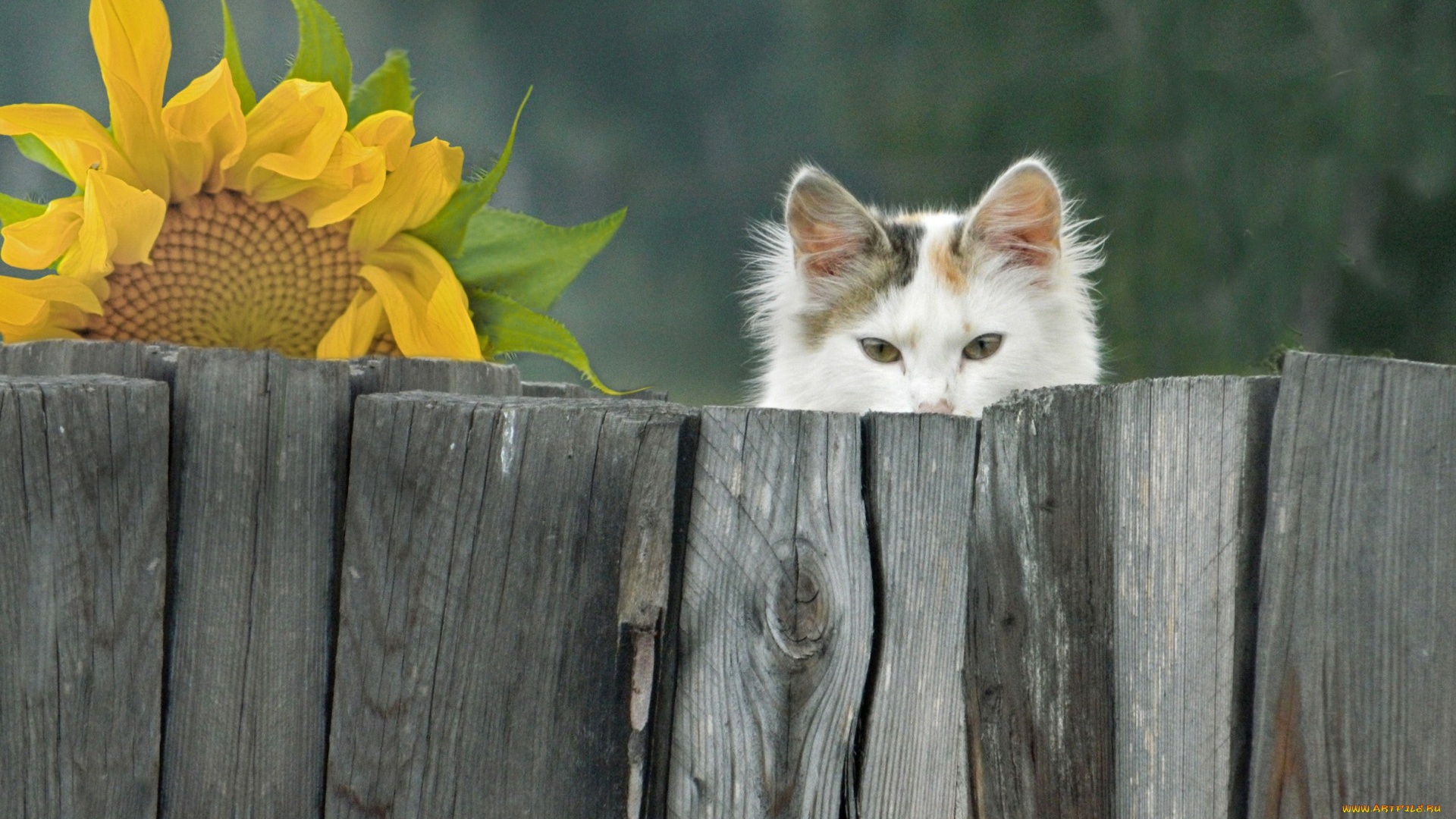 животные, коты, фон, взгляд, кошка