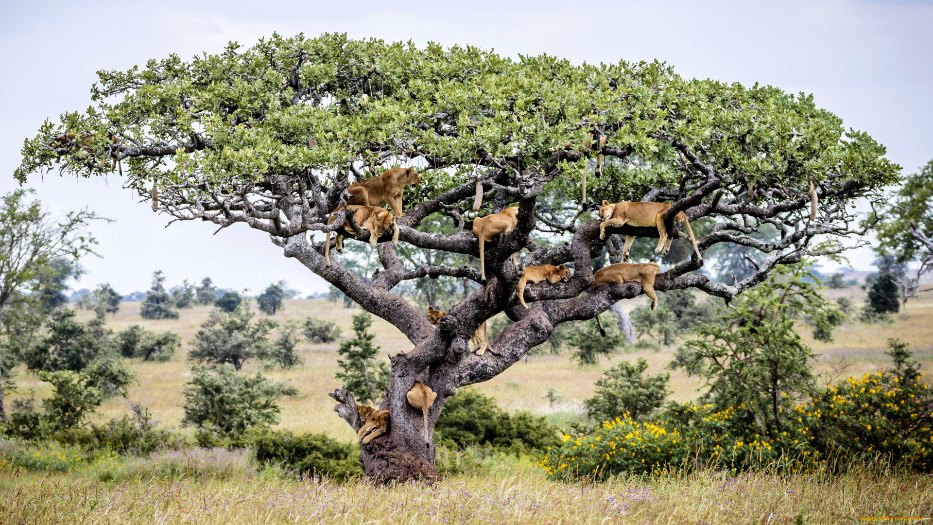 животные, львы, дерево, сафари, прайд