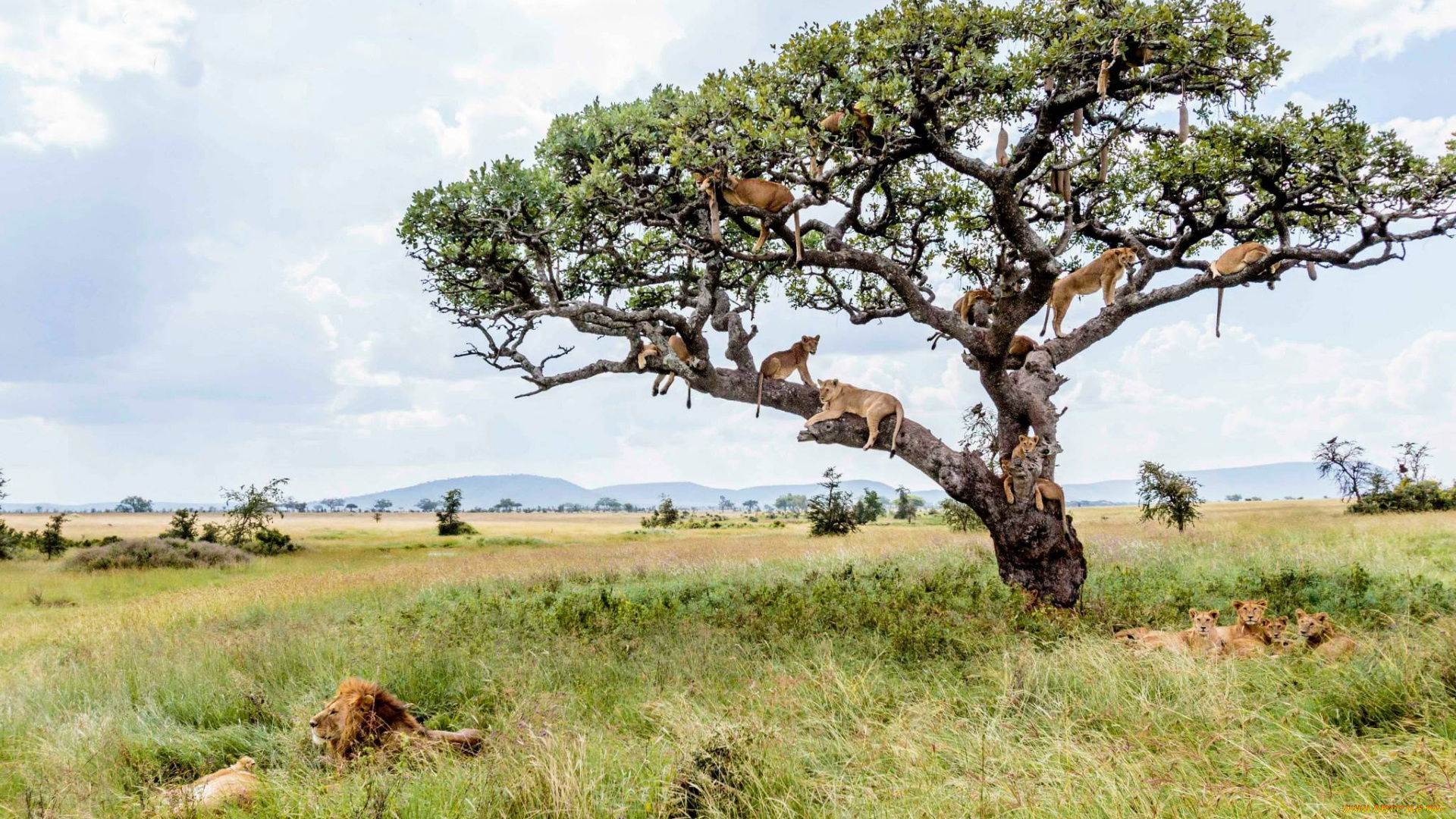 животные, львы, прайд, сафари, дерево