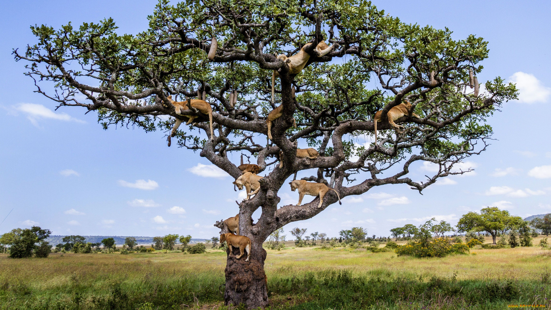 животные, львы, прайд, сафари, дерево