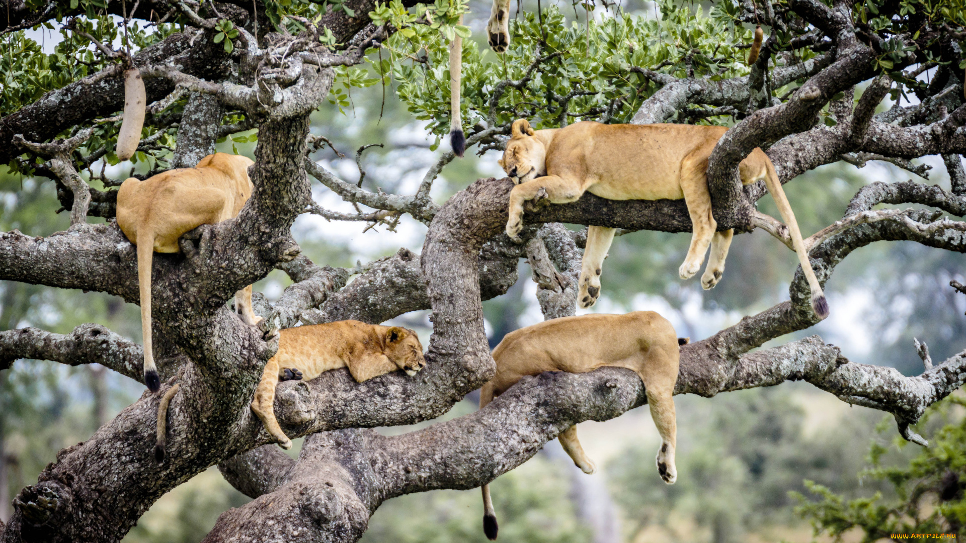 животные, львы, сафари, прайд, дерево