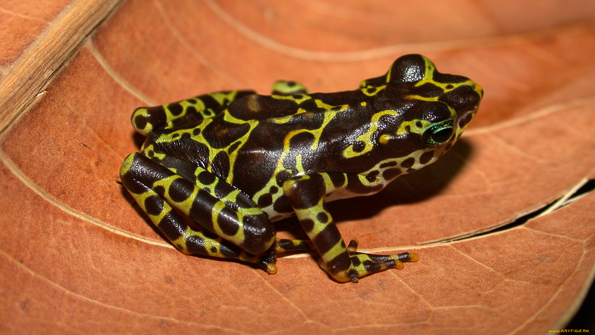 животные, лягушки, лист, пятна, ядовитая, лягушка