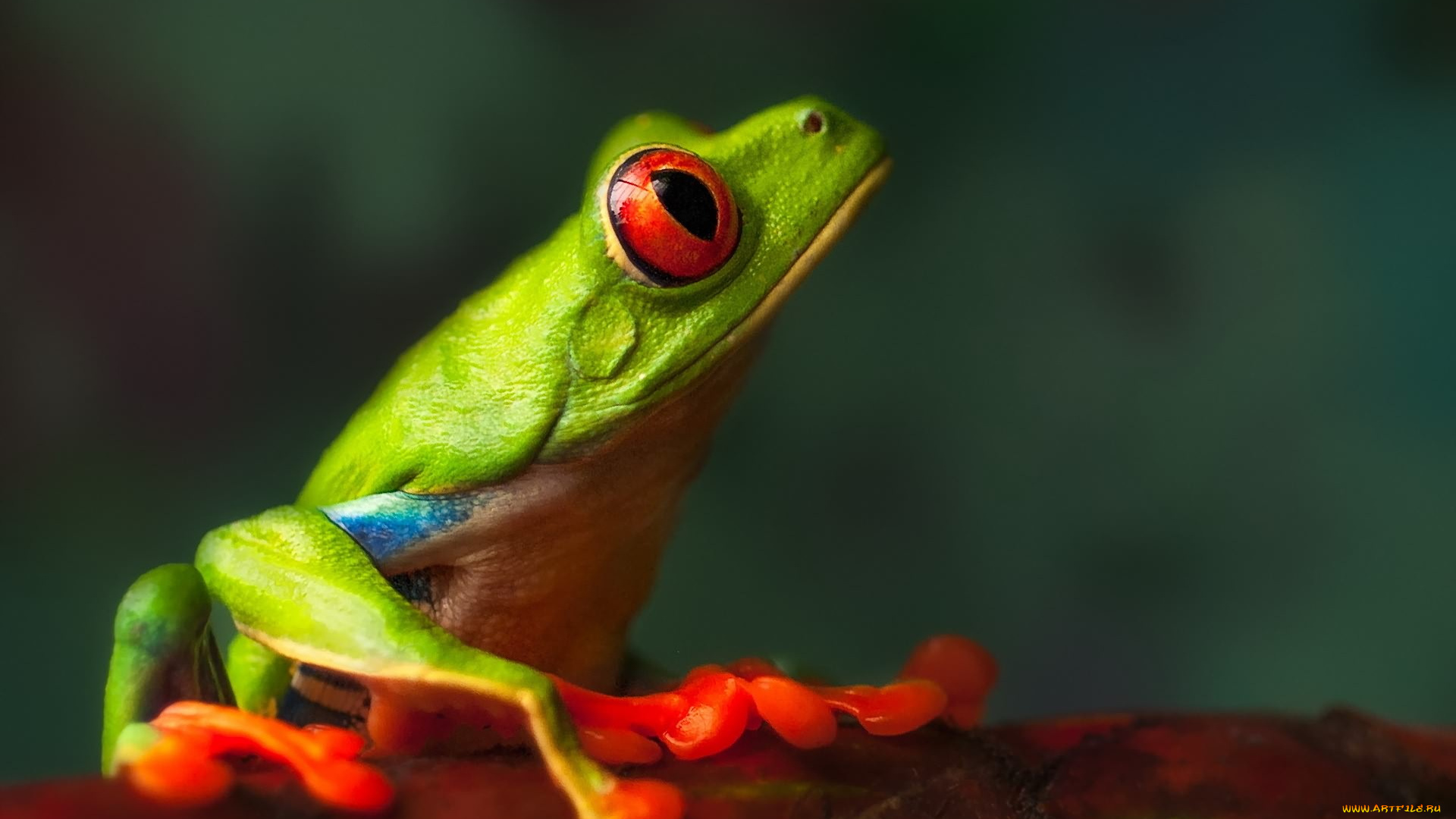 животные, лягушки, профиль, зеленая, лягушка