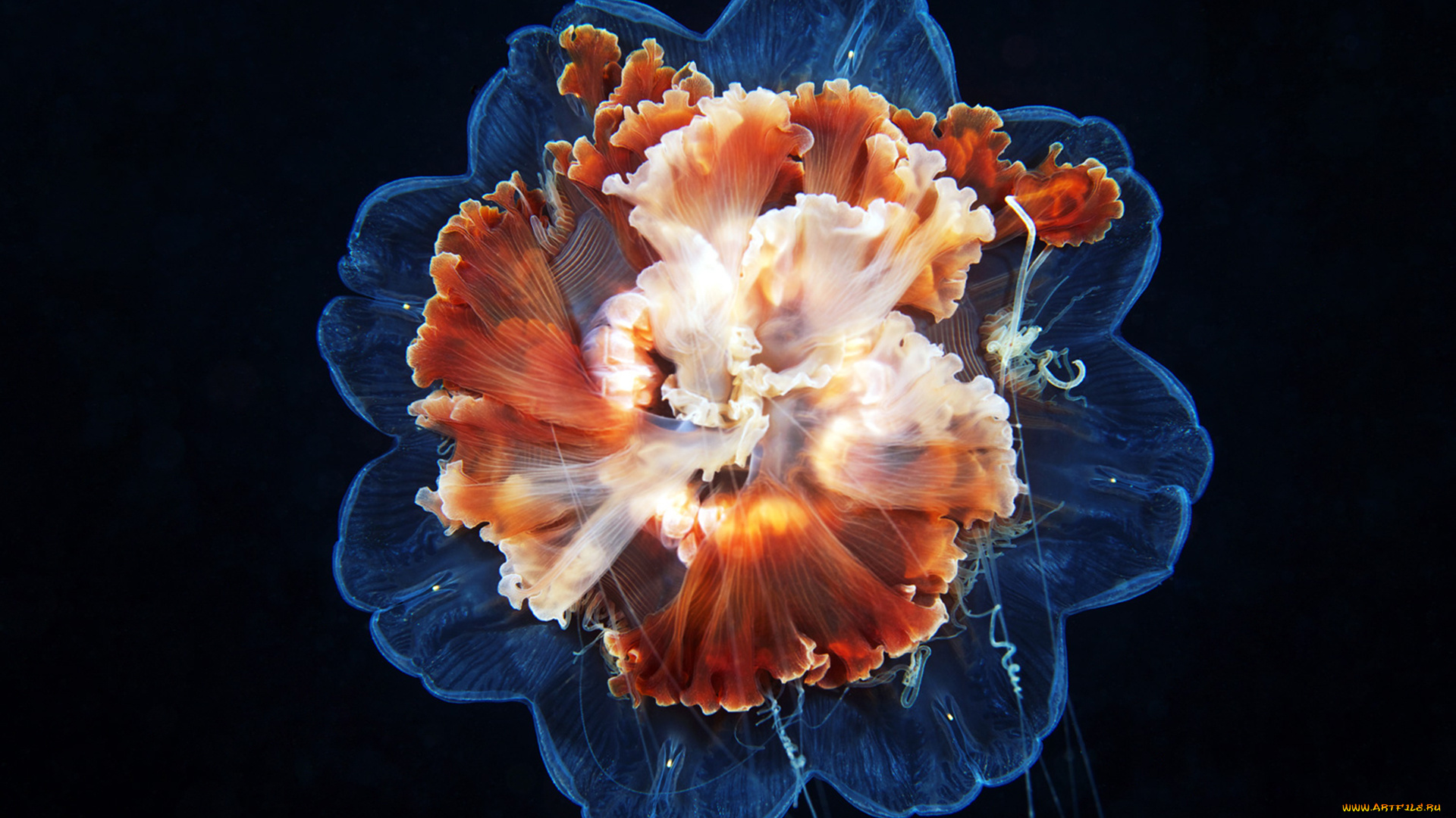 животные, медузы, медуза, океан, море, подводный, мир