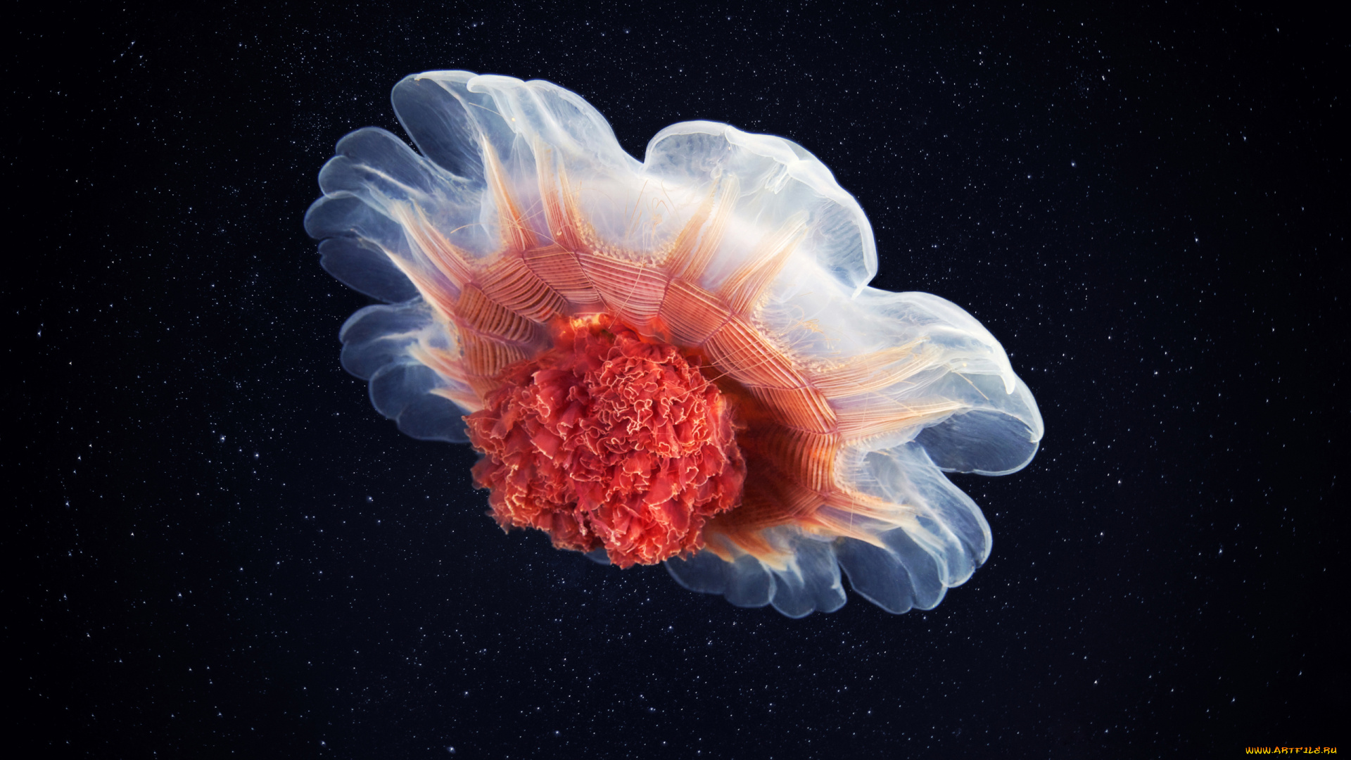 животные, медузы, океан, медуза, море, подводный, мир