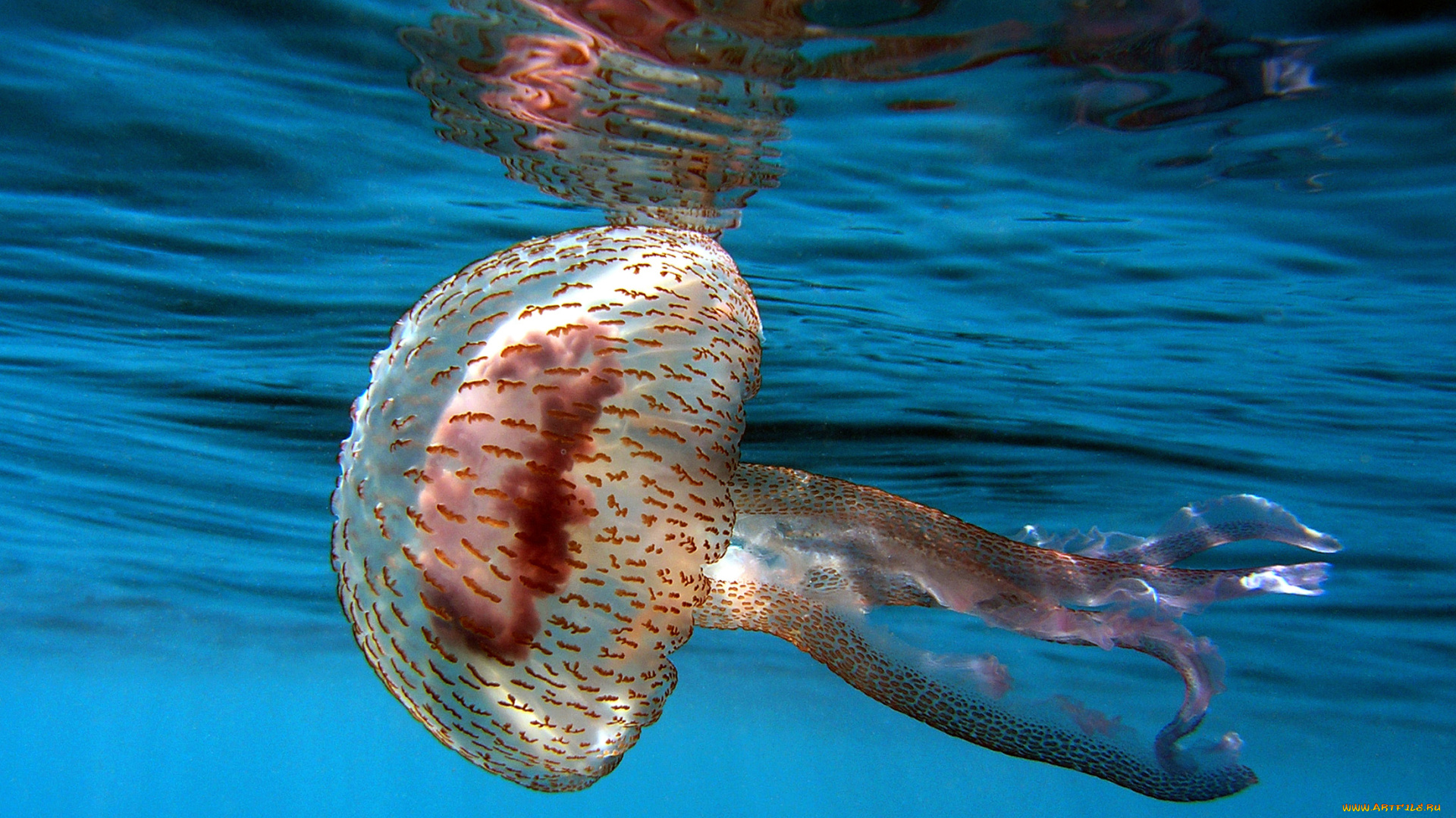 животные, медузы, океан, море, подводный, мир, медуза