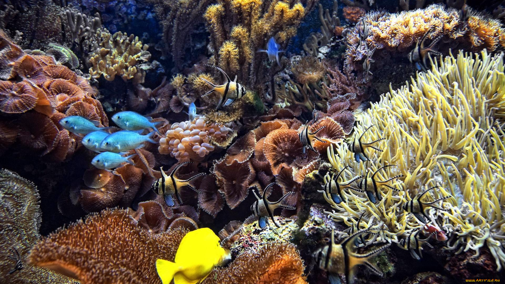 животные, морская, фауна, кораллы, камни, полипы, рыбы, актинии, дно, океан, море
