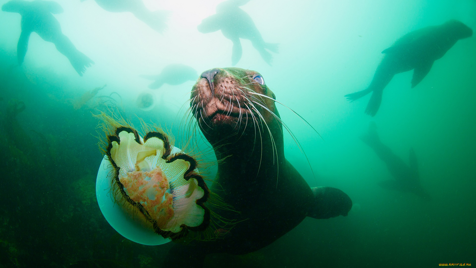 животные, разные, вместе, подводный, мир, жор, охота, медуза, море, океан, морской, котик