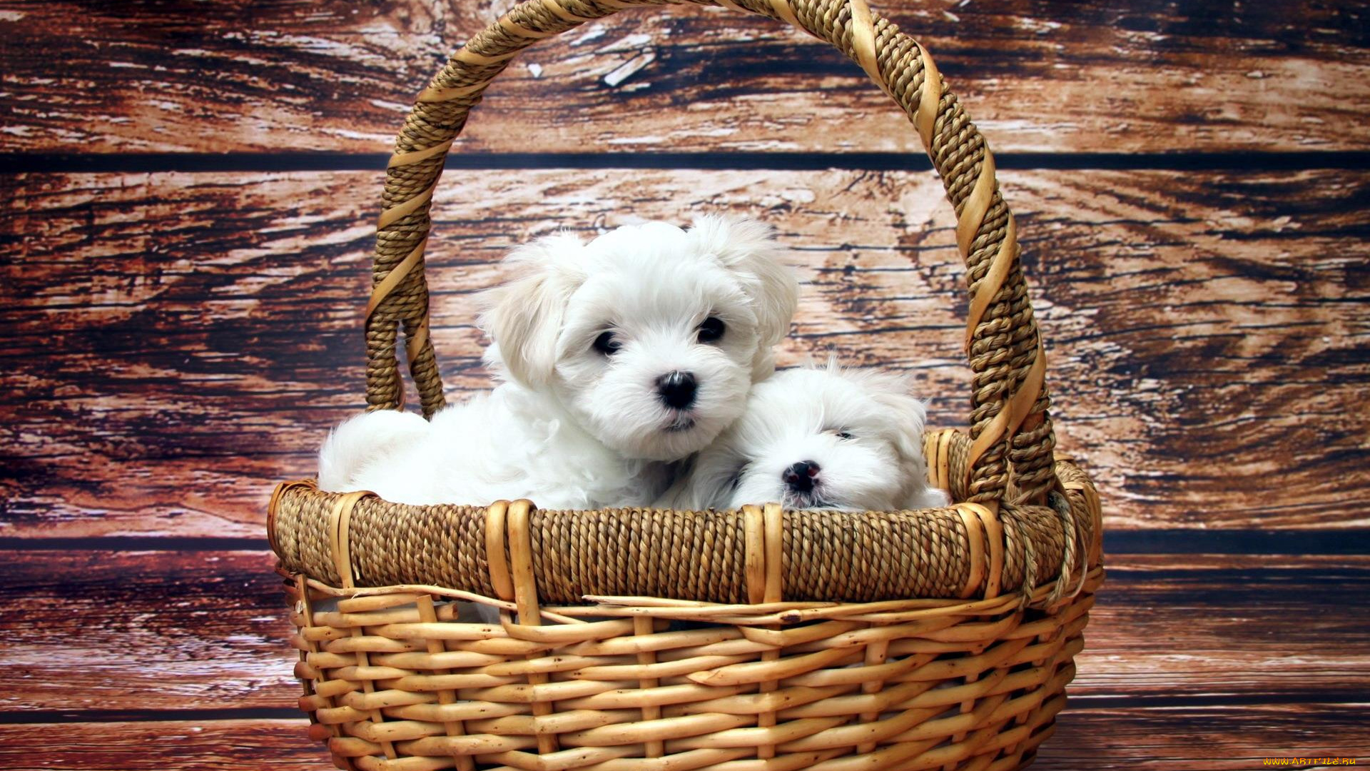 животные, собаки, доски, корзина, белые, щенки