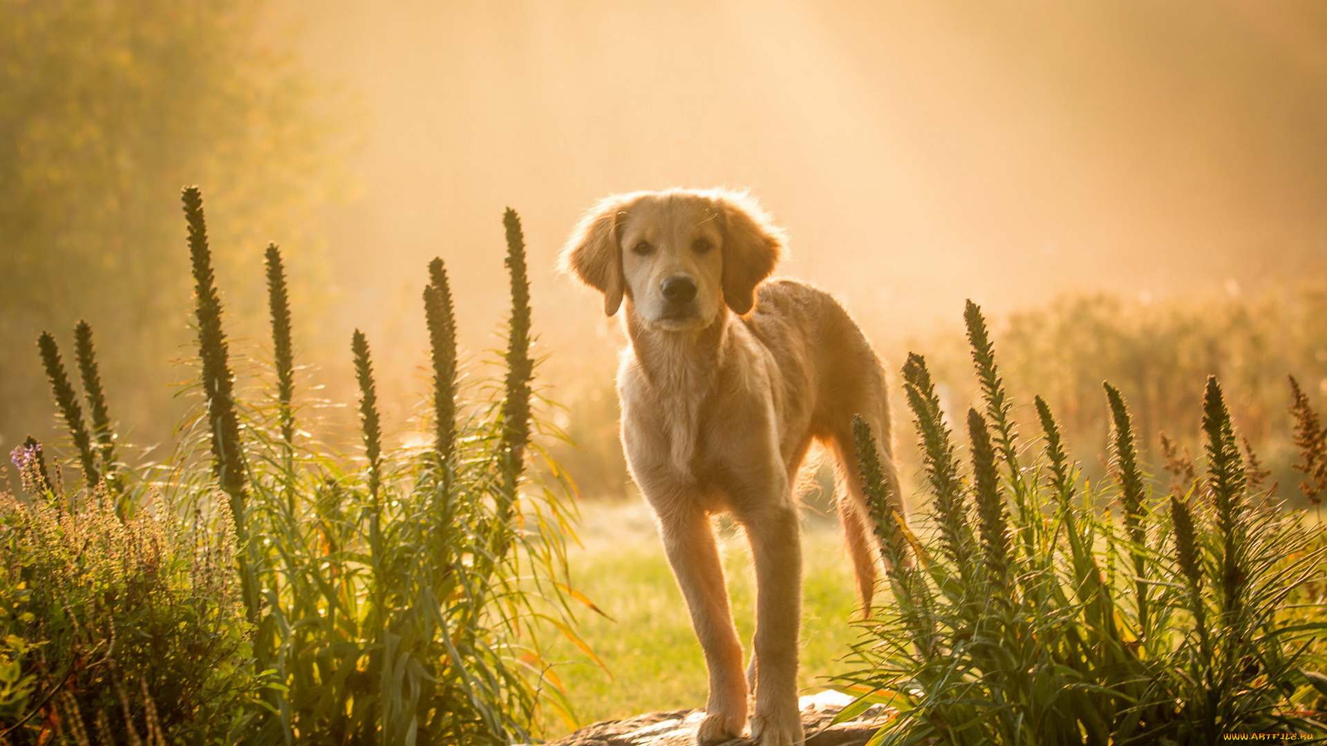 животные, собаки, собака, взгляд, фон