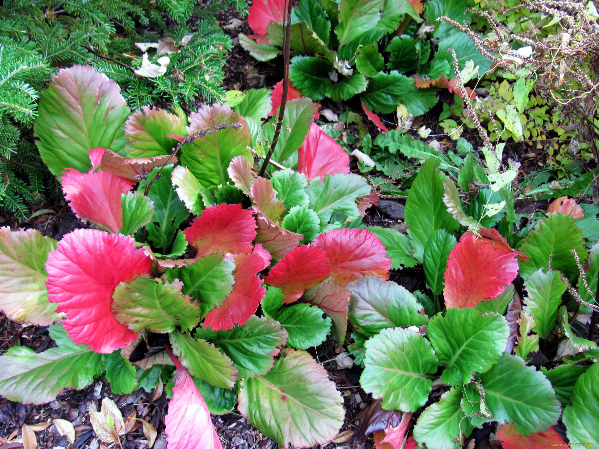 природа, листья, красный, зеленый