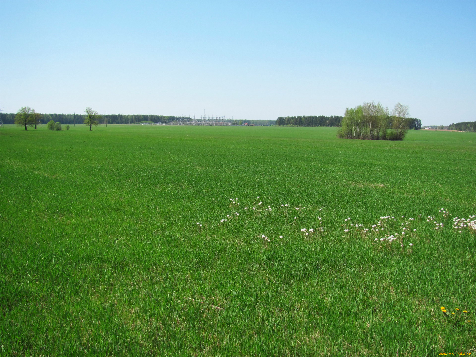 природа, луга, простор, трава