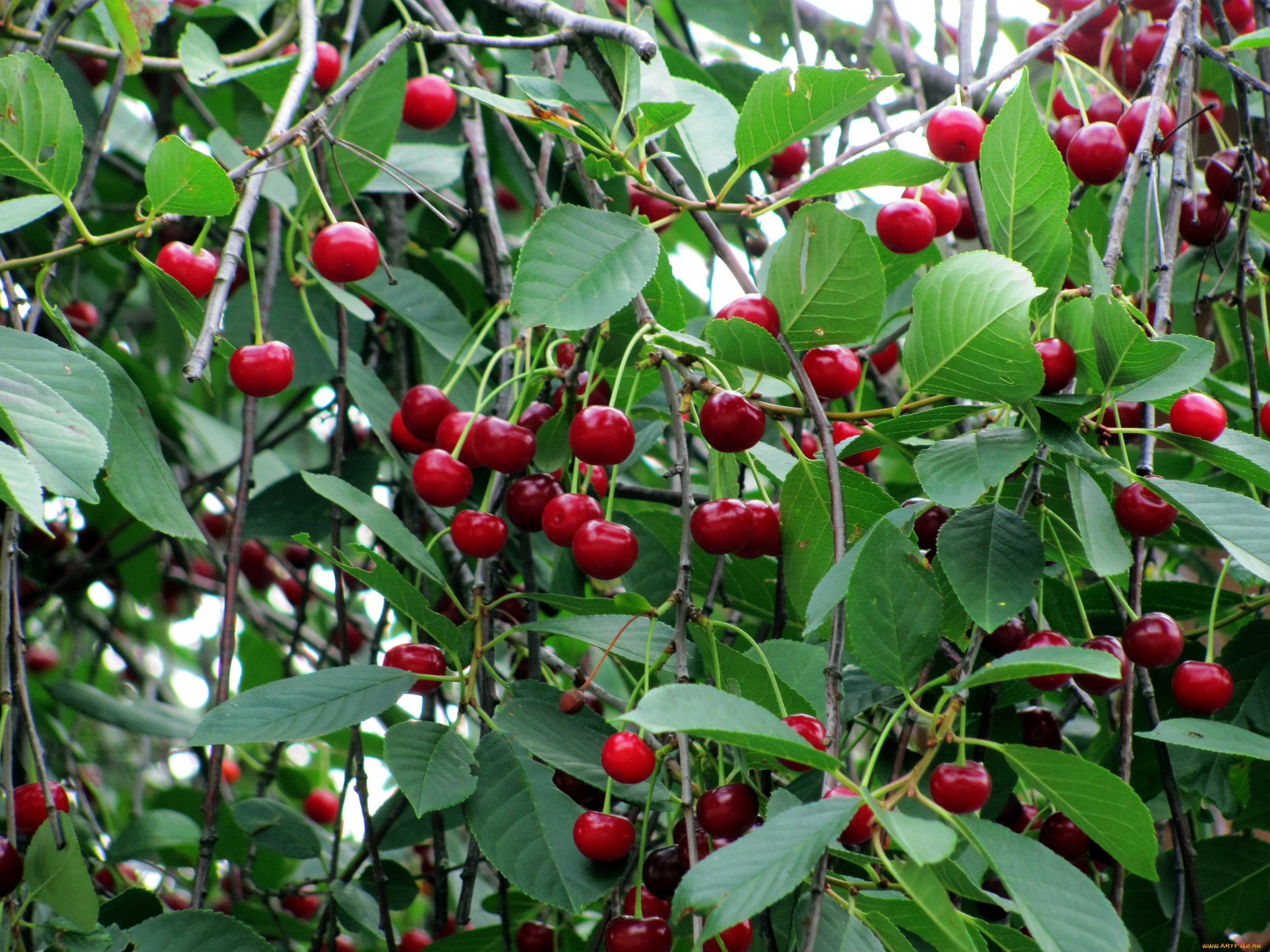 природа, Ягоды, вишня