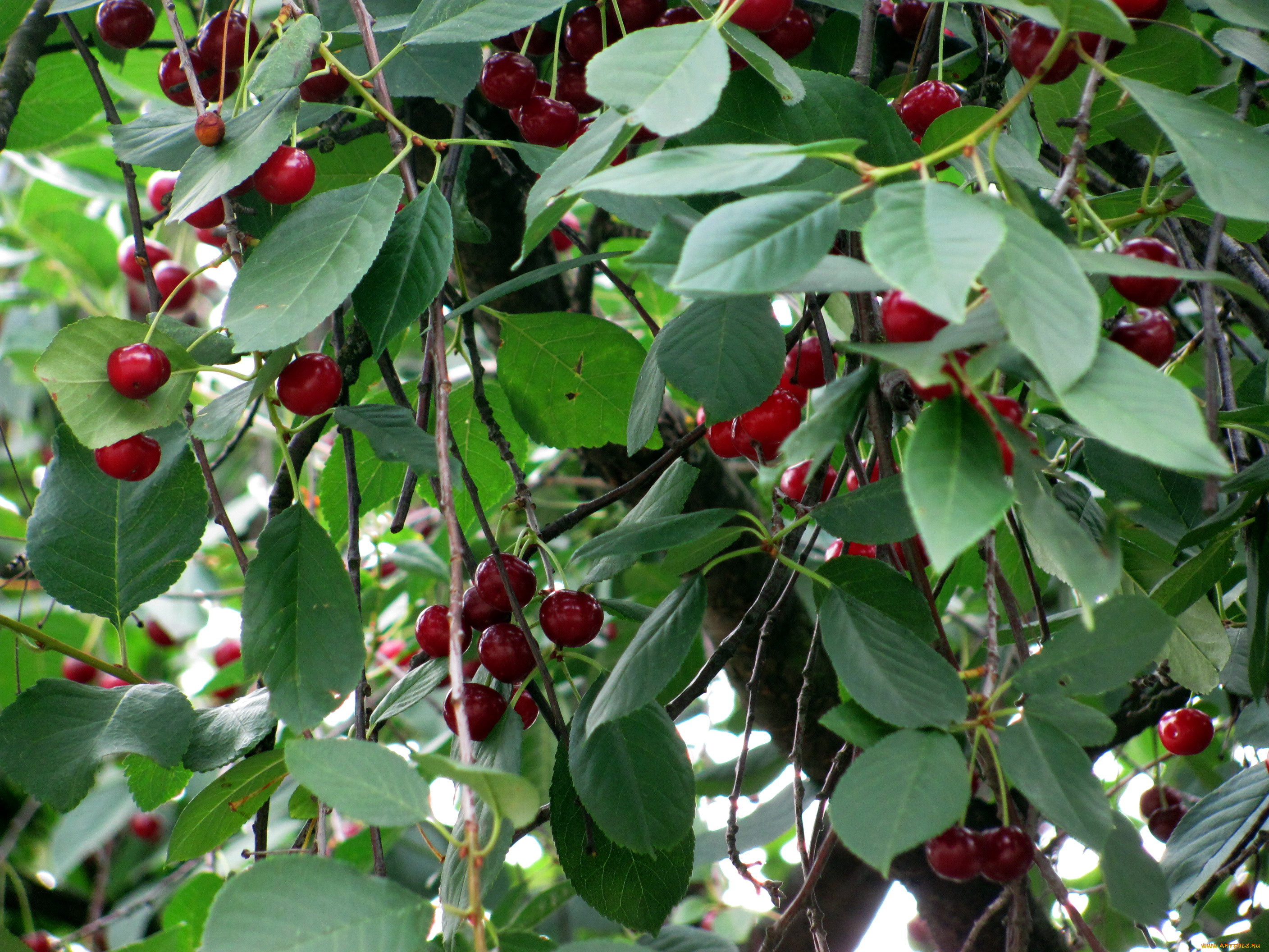 природа, Ягоды, вишня