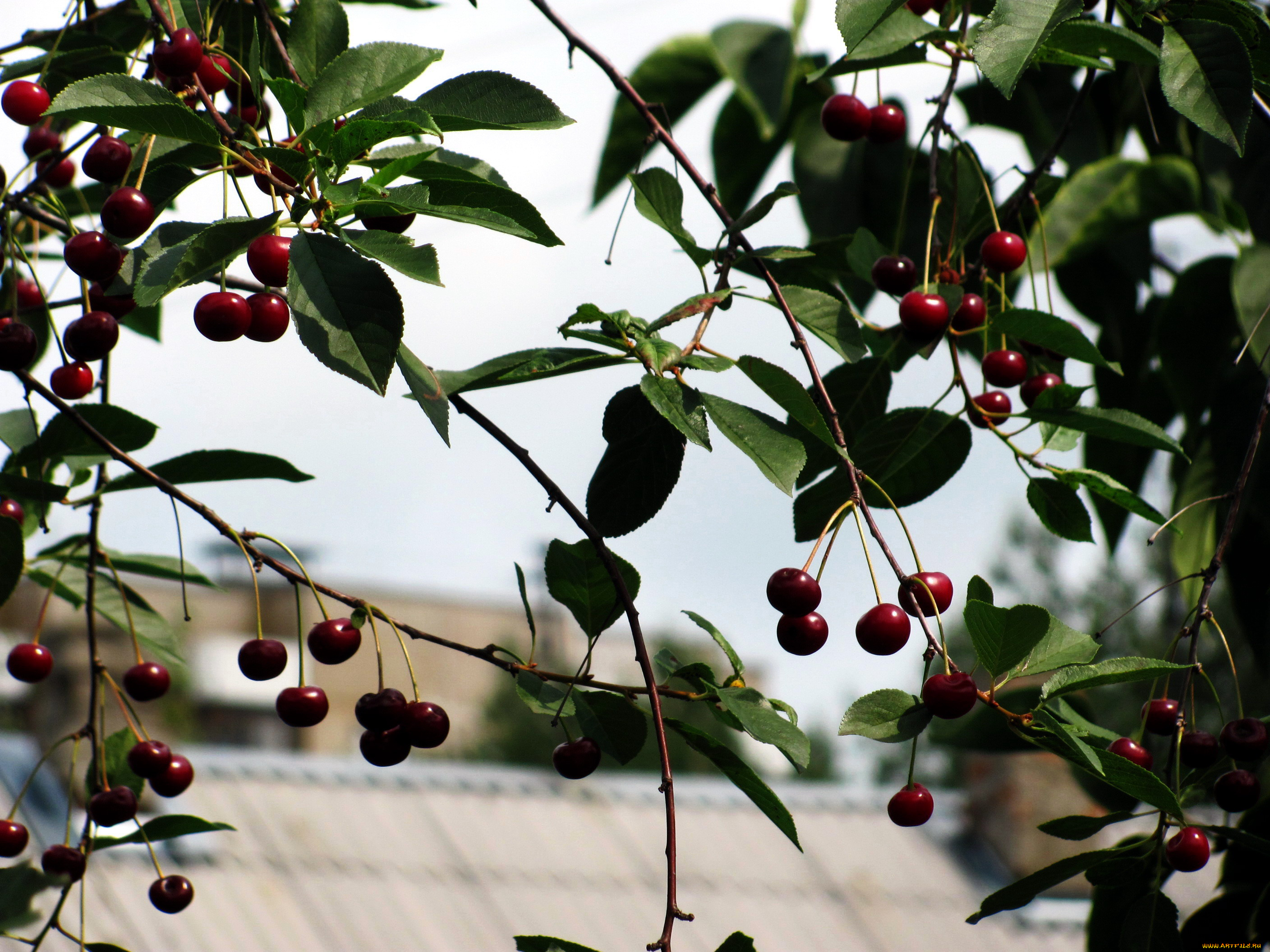природа, Ягоды, вишня