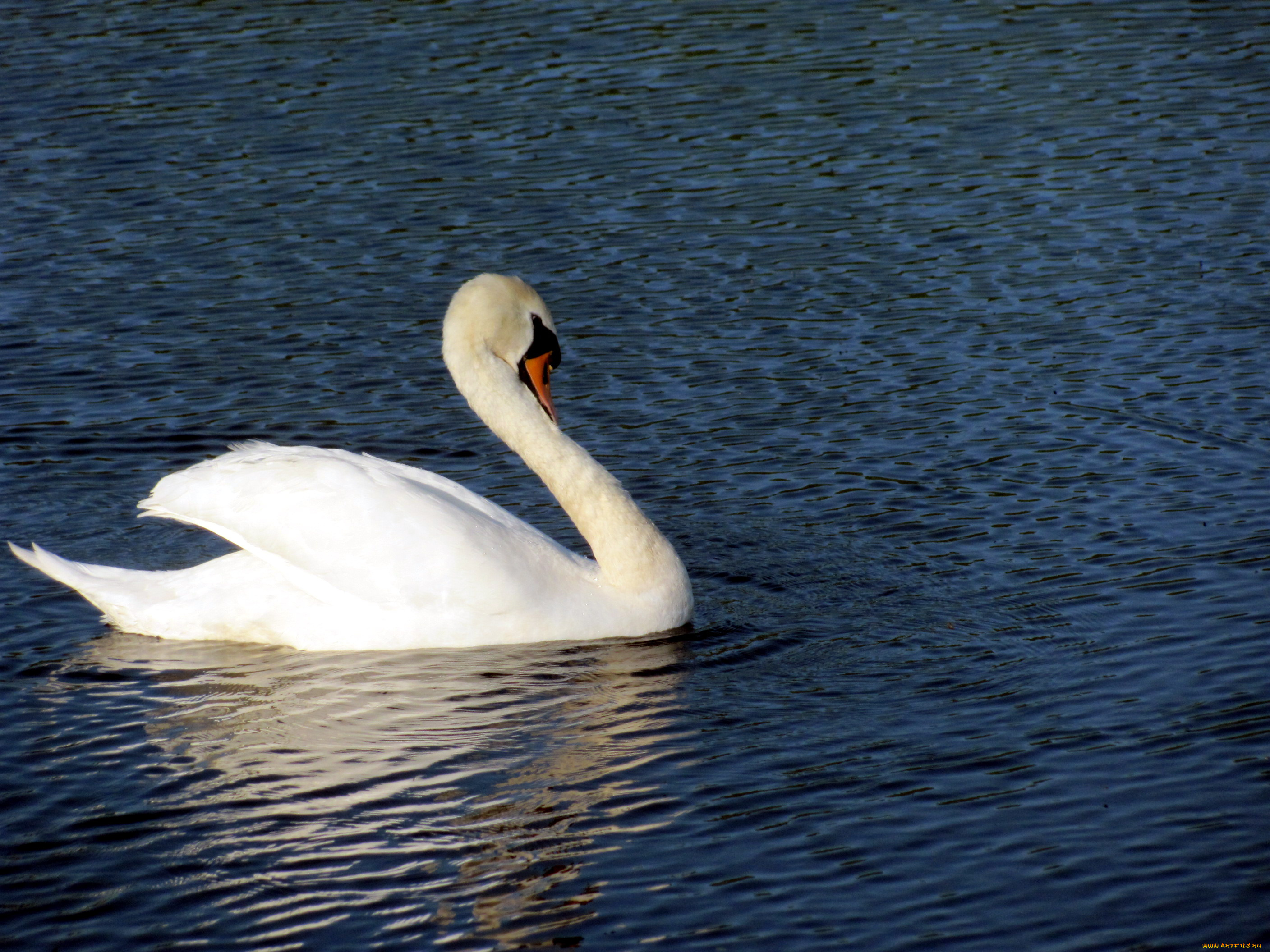 животные, лебеди, белоснежный