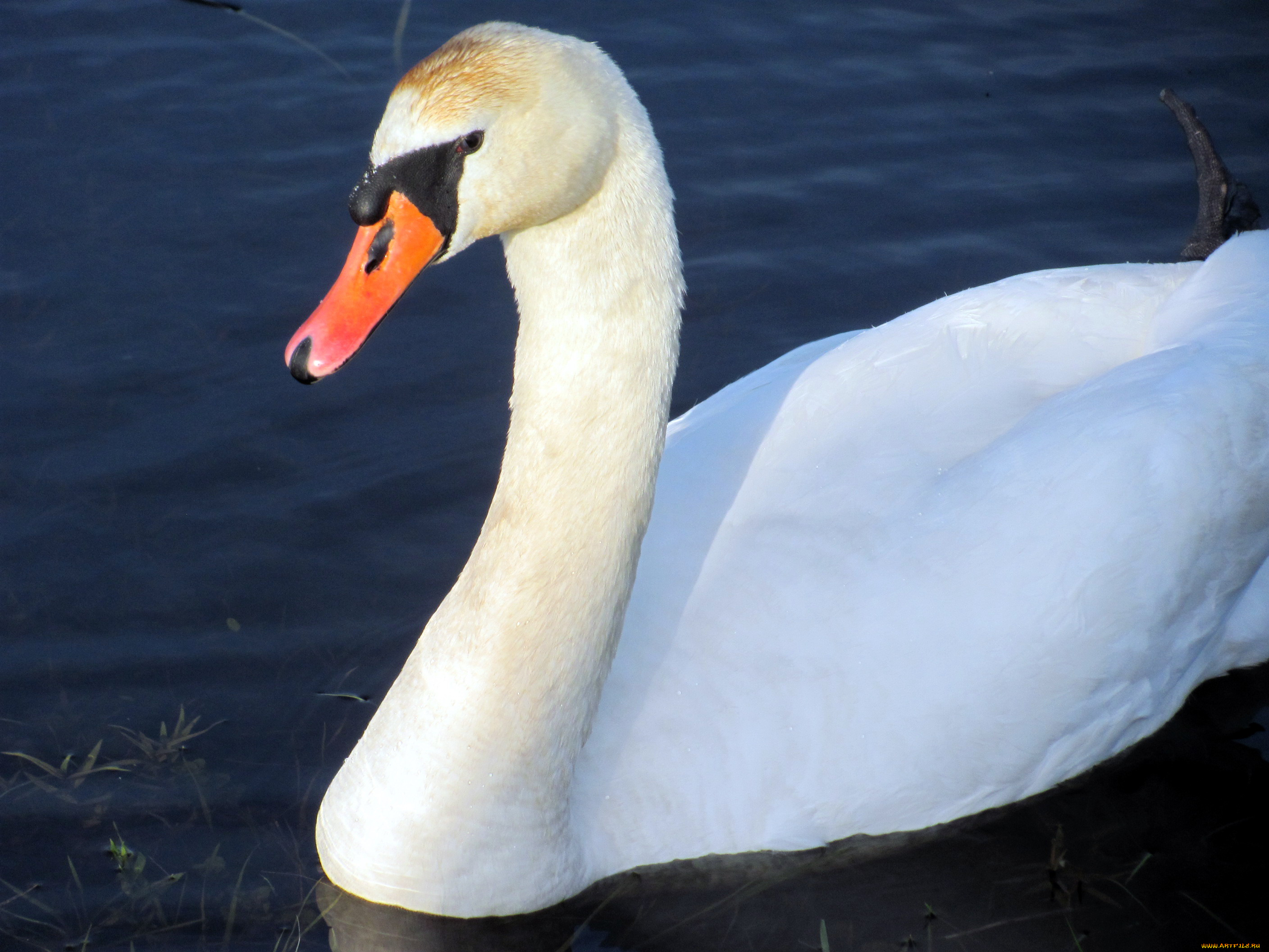 животные, лебеди, красавец