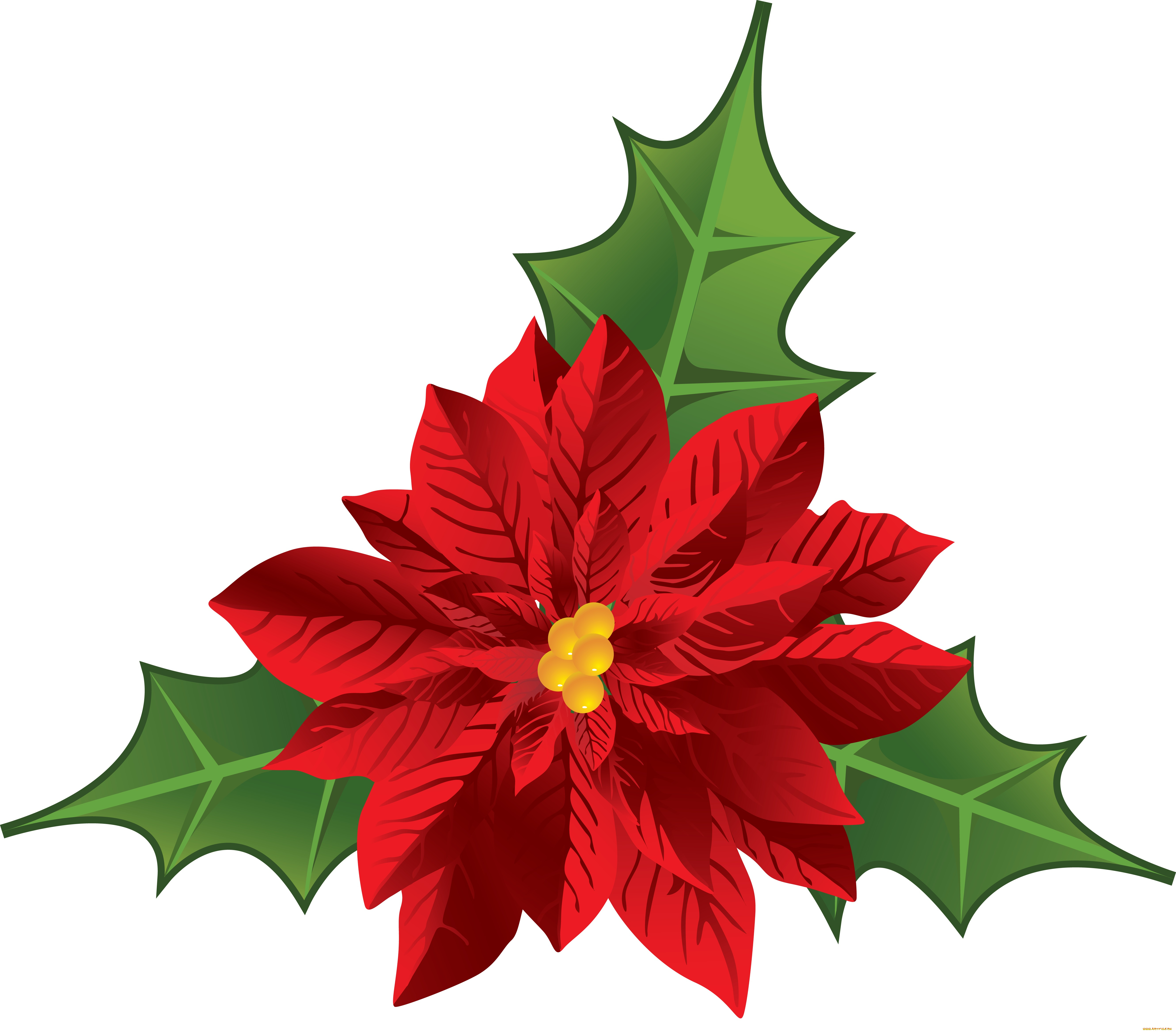 векторная, графика, цветы, , flowers, цветы, лепестки, фон