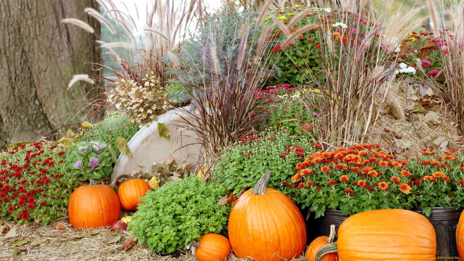 еда, тыква, тыквы, урожай, хризантемы, композиция