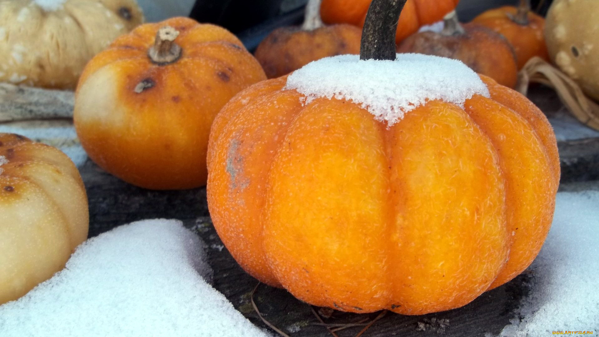 еда, тыква, тыквы, зима, снег