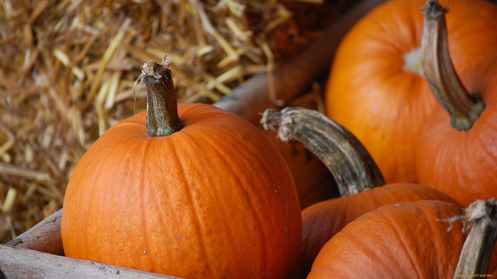 еда, тыква, урожай