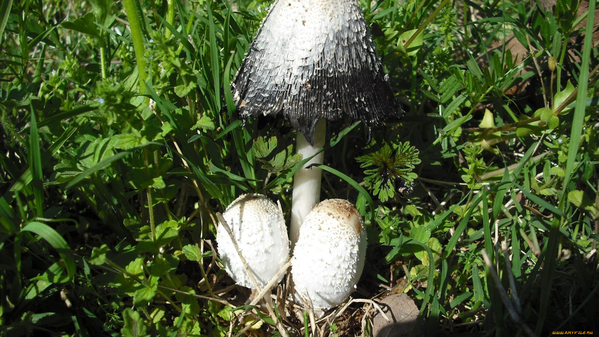 природа, грибы, семейка