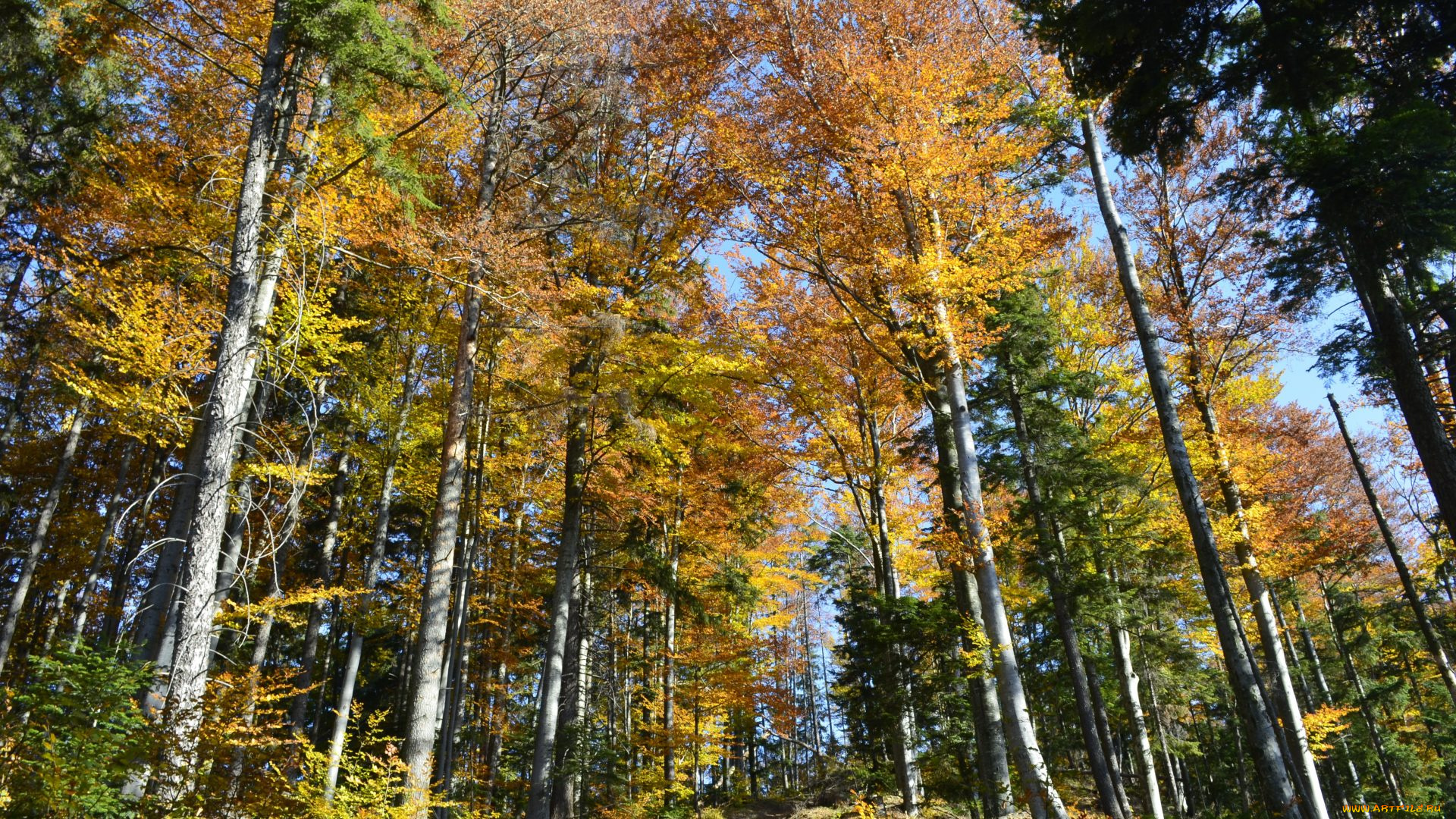 природа, лес, осень