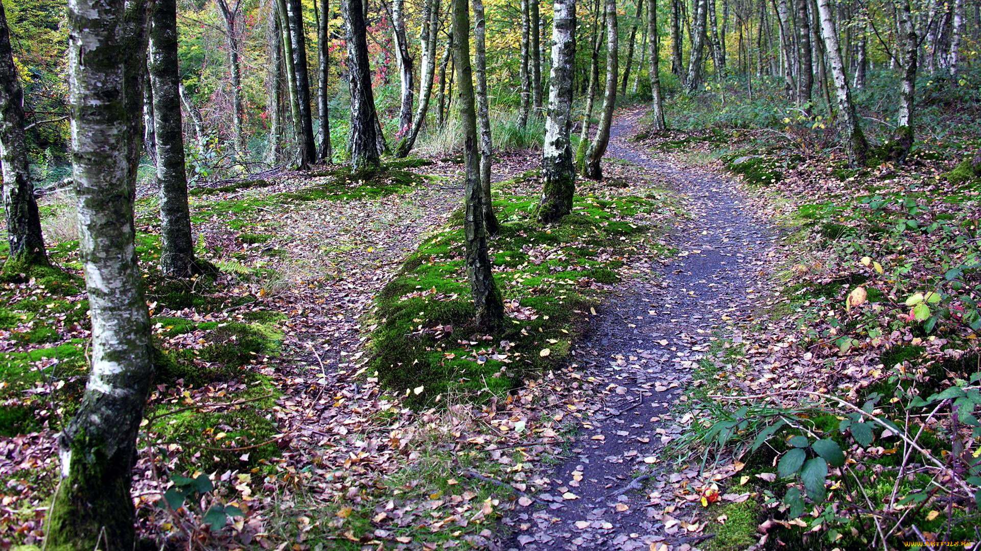 природа, лес, осины, осень, листва