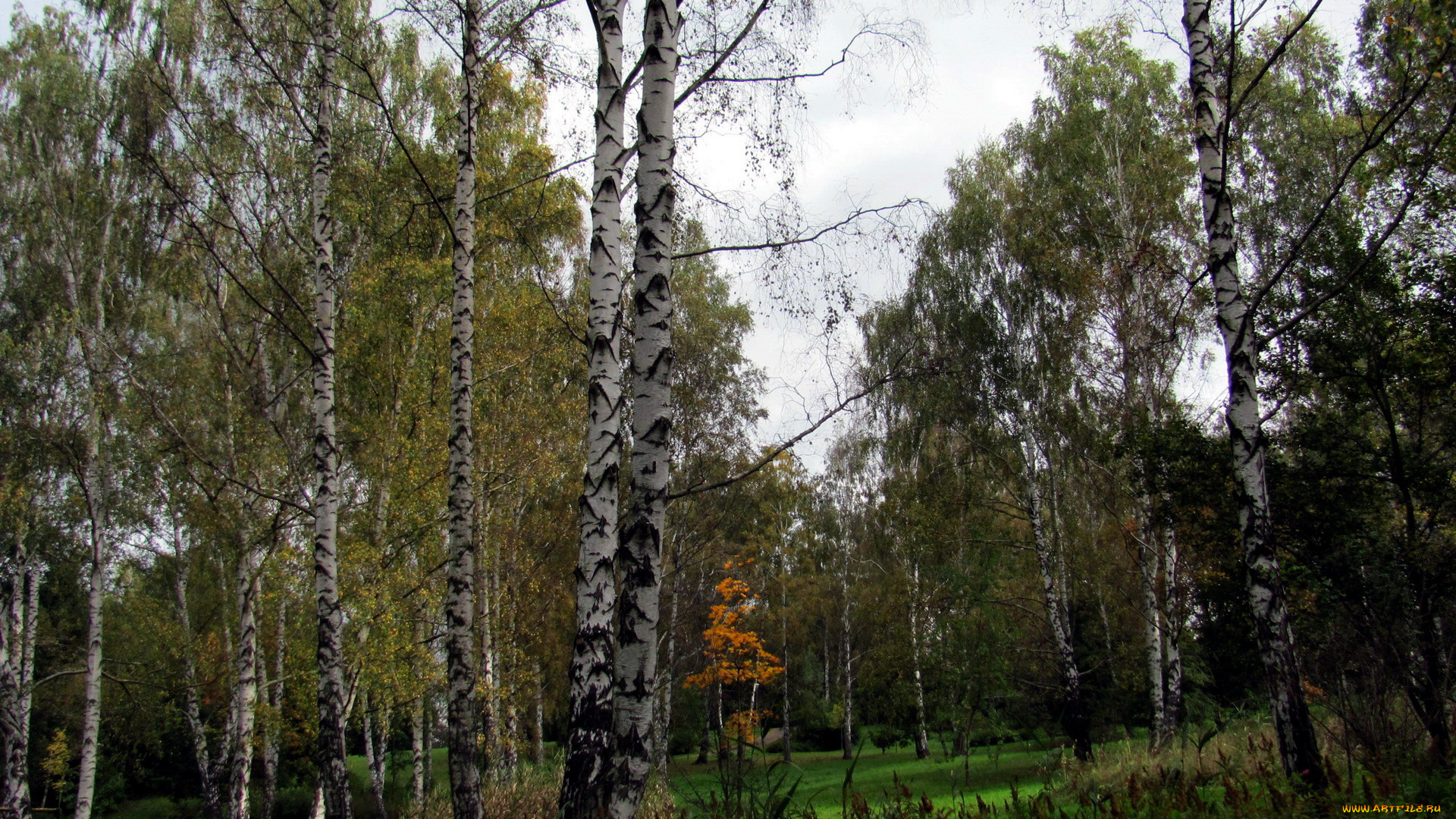 природа, парк, осень, березы