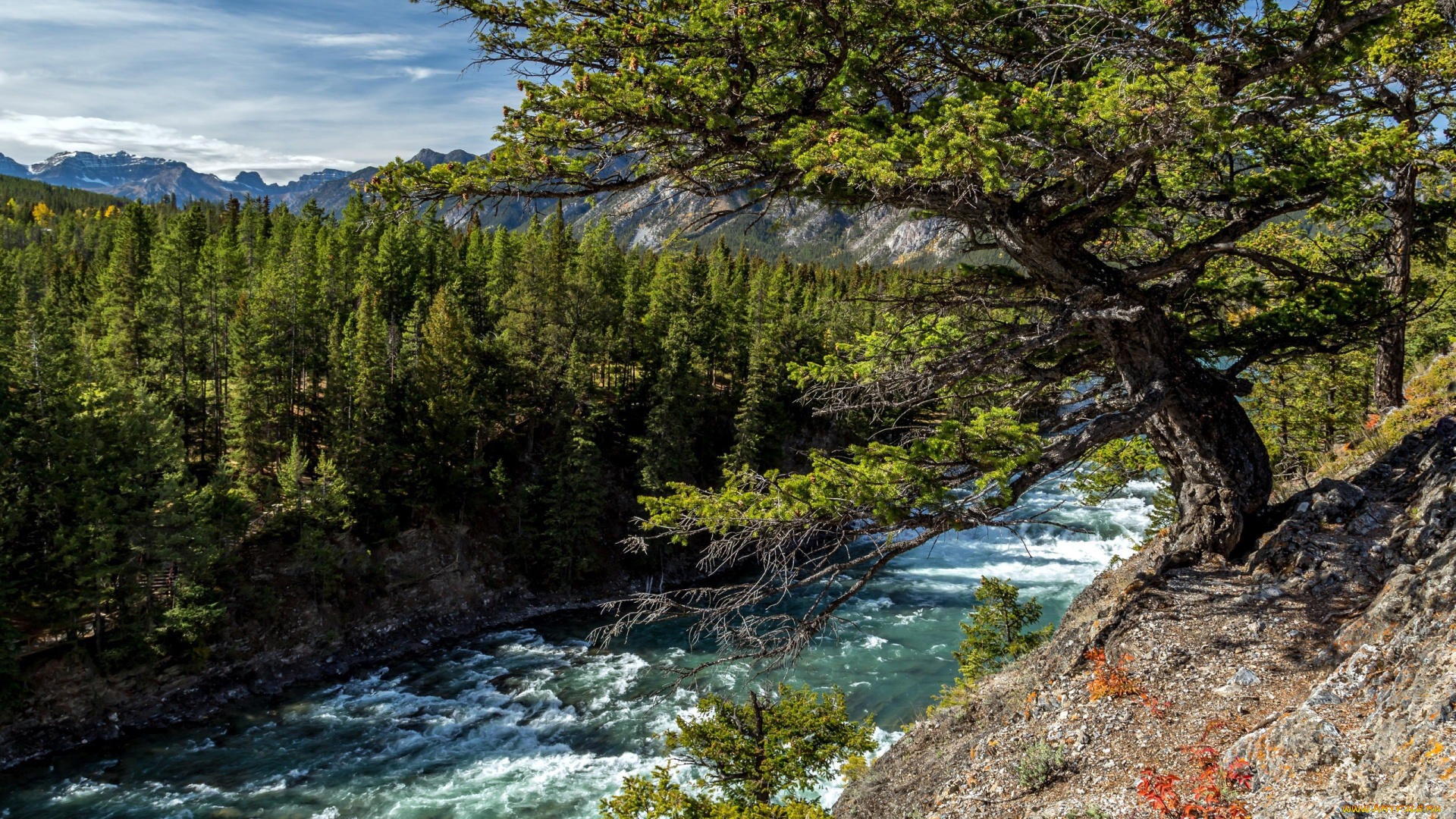 природа, радуга, деревья, поток, река, горная